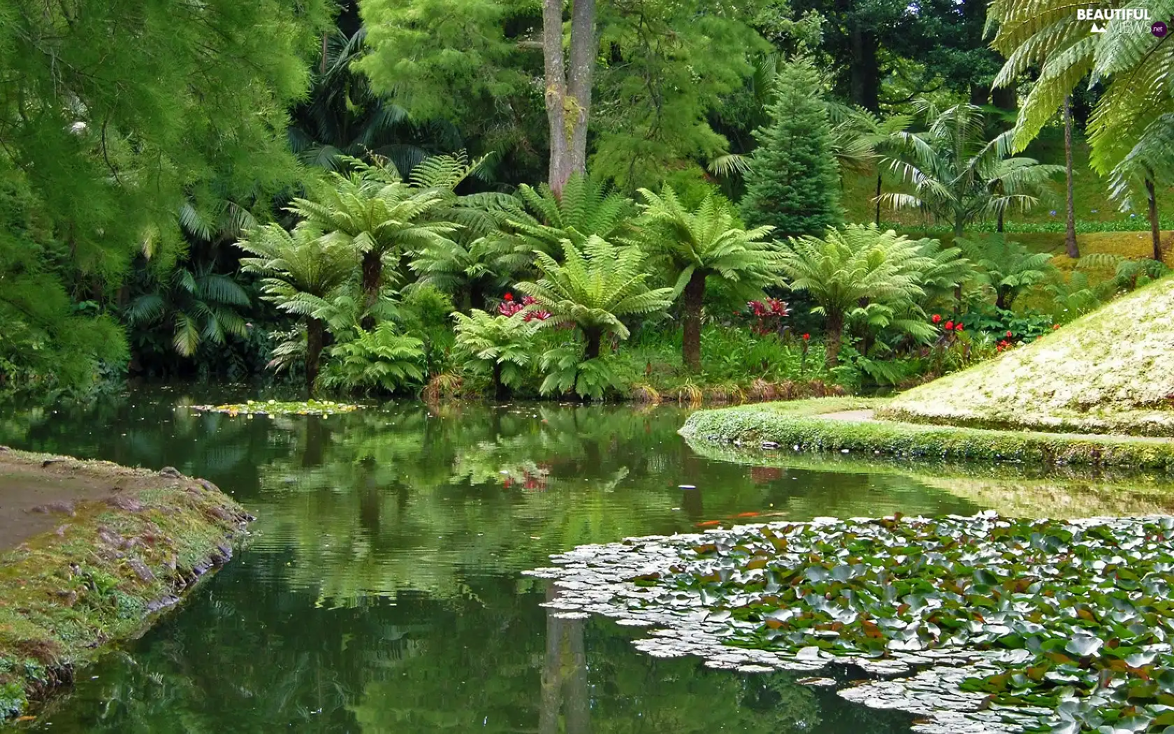 Pond - car, Garden, botanical, Palms