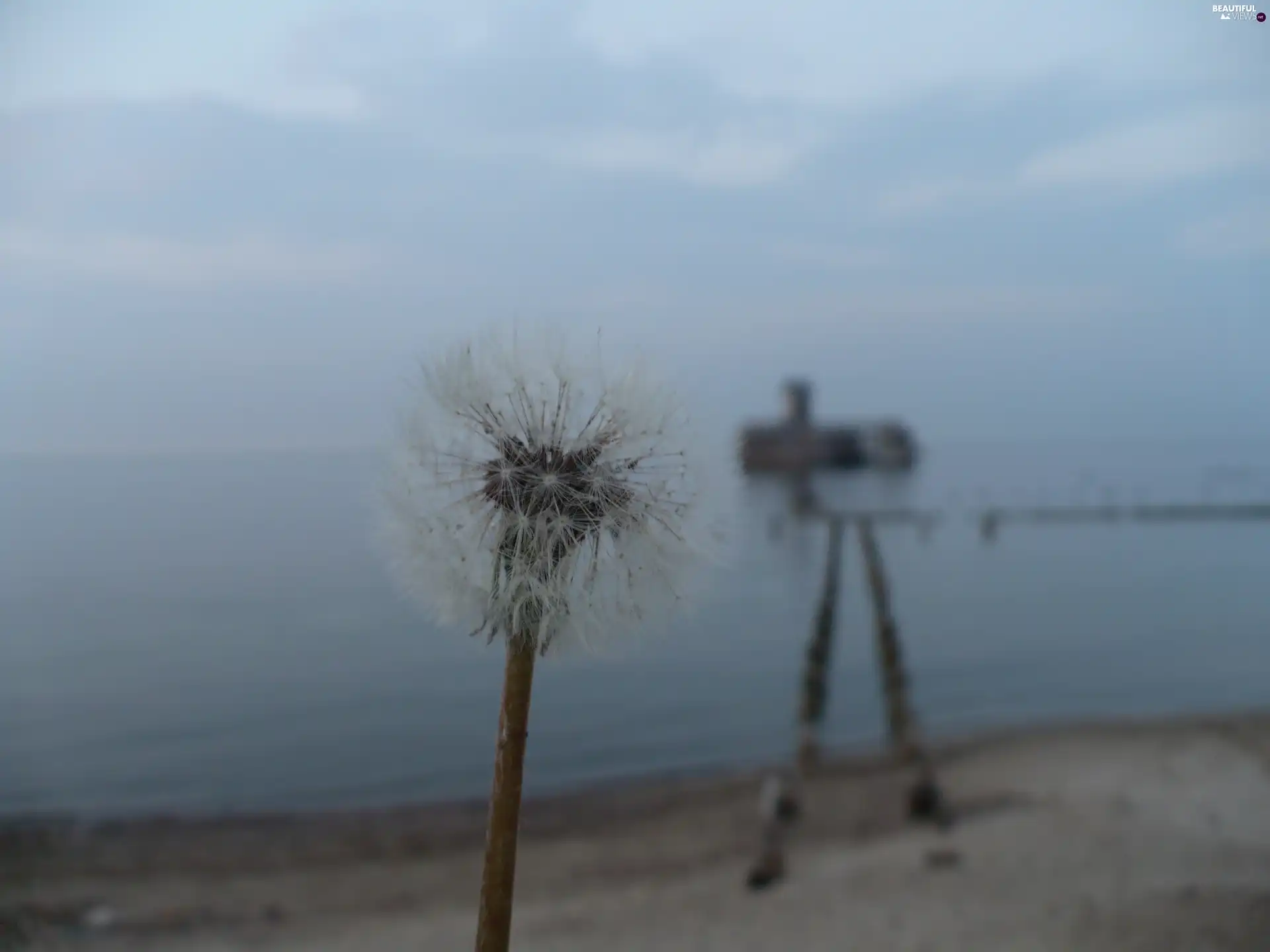 sow-thistle, Baba, Bottoms, Beaches