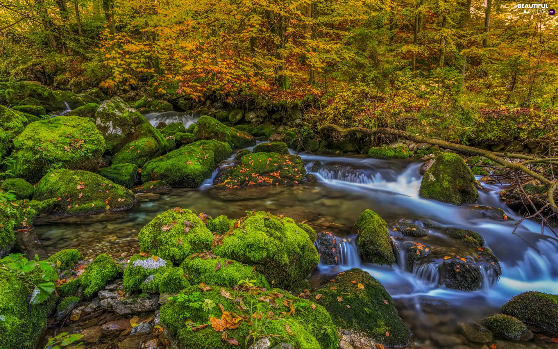 Stones, boulders, River, mossy, forest