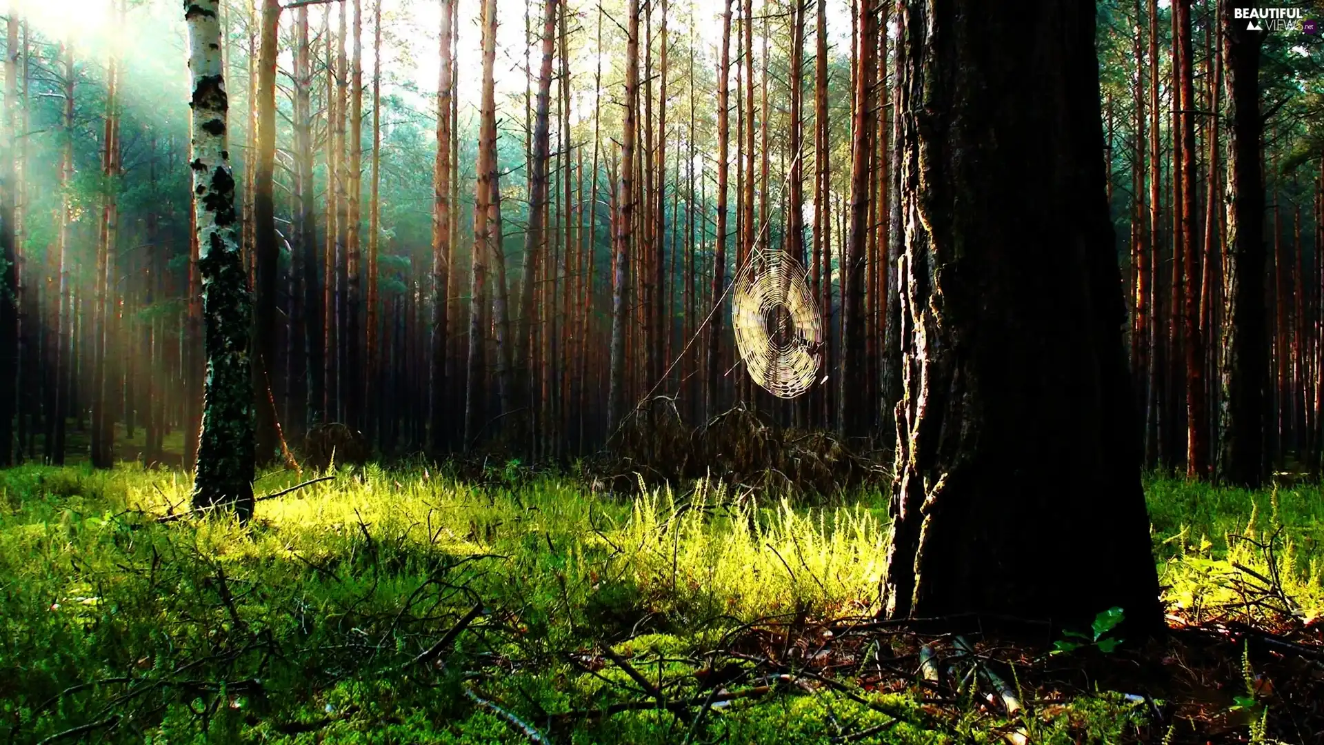 forest, dry, branch pics, Web