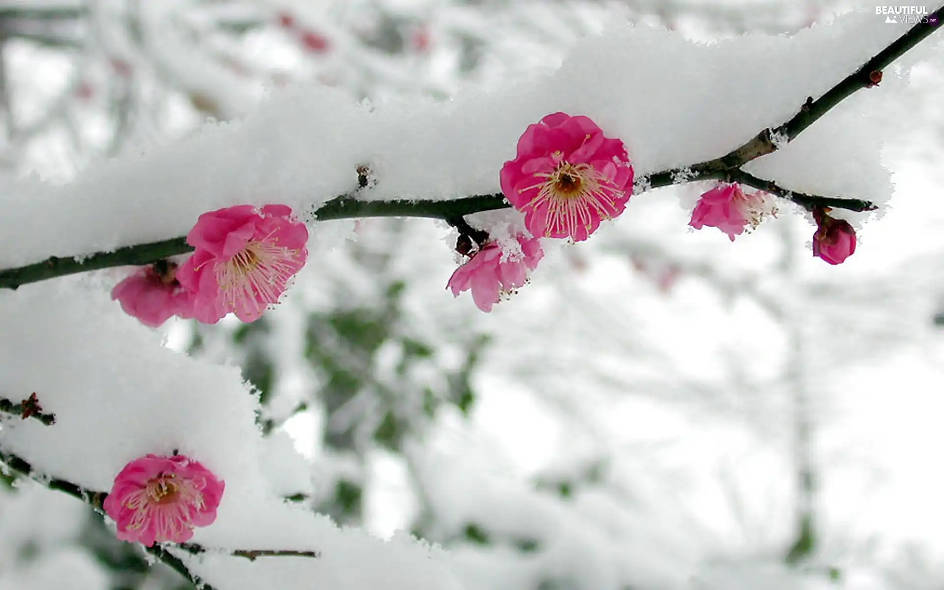 Flowers, A snow-covered, branch