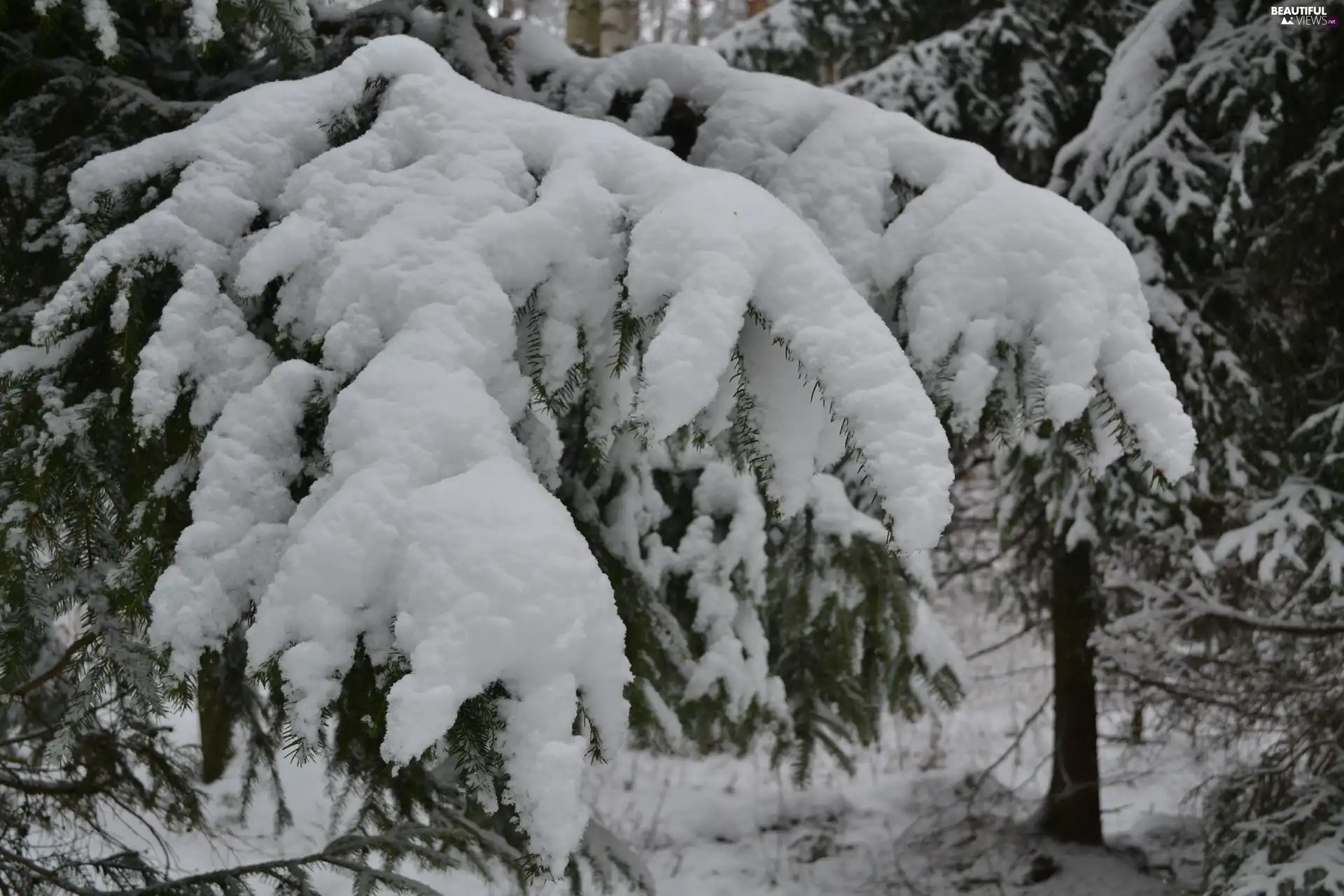 Swierk, Snowy, branch pics