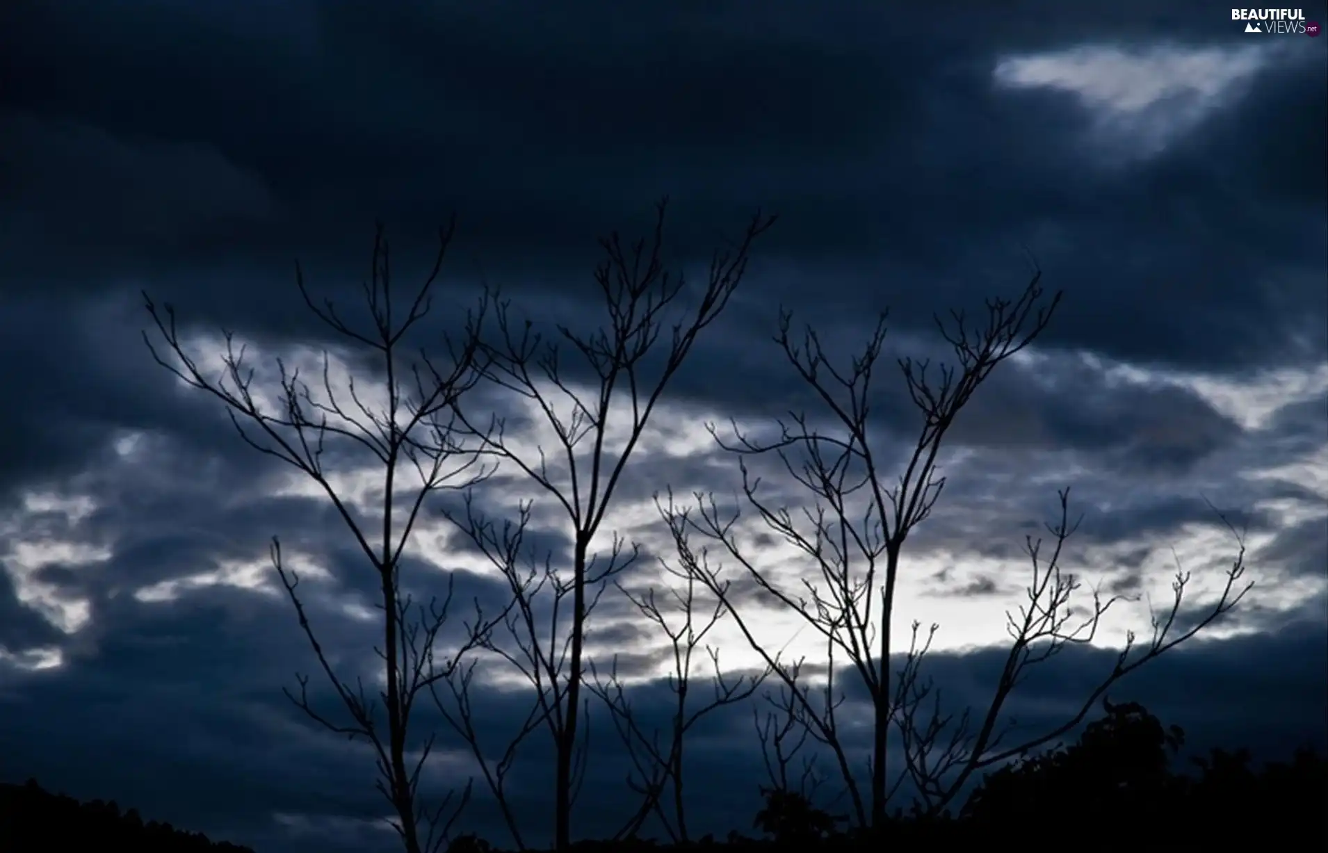 trees, clouds, branch pics