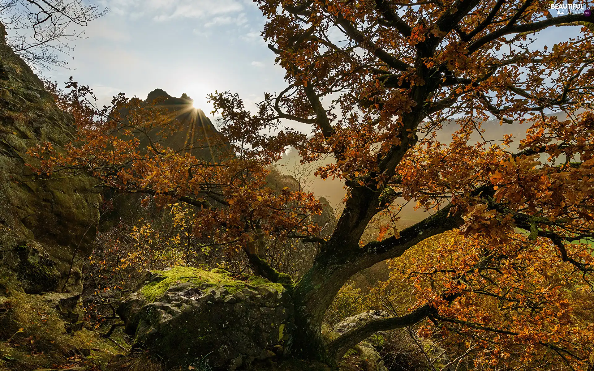 branch pics, mossy, Sunrise, Stones, Sunlight, trees, autumn, Mountains