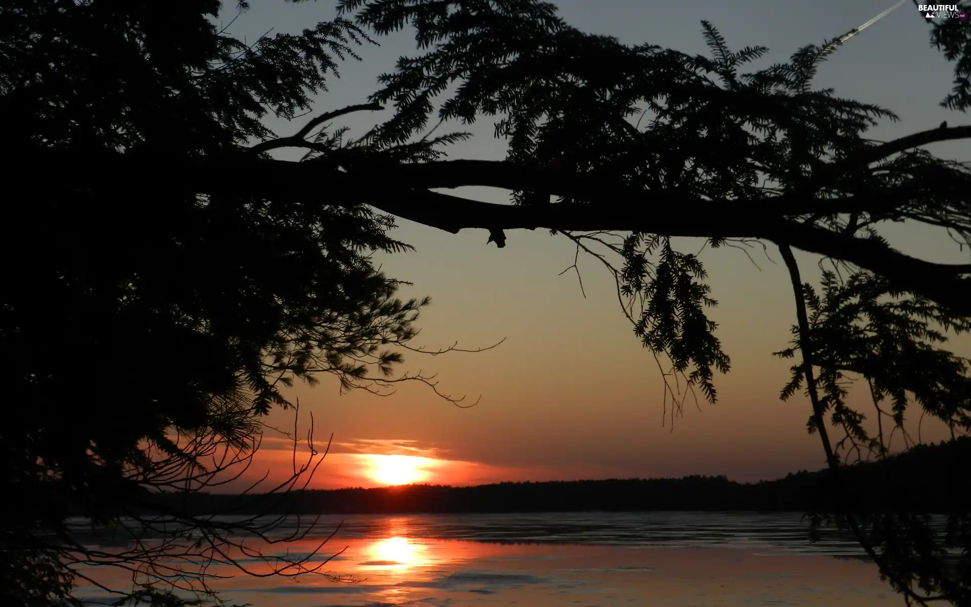 branches, trees, sun, lake, west