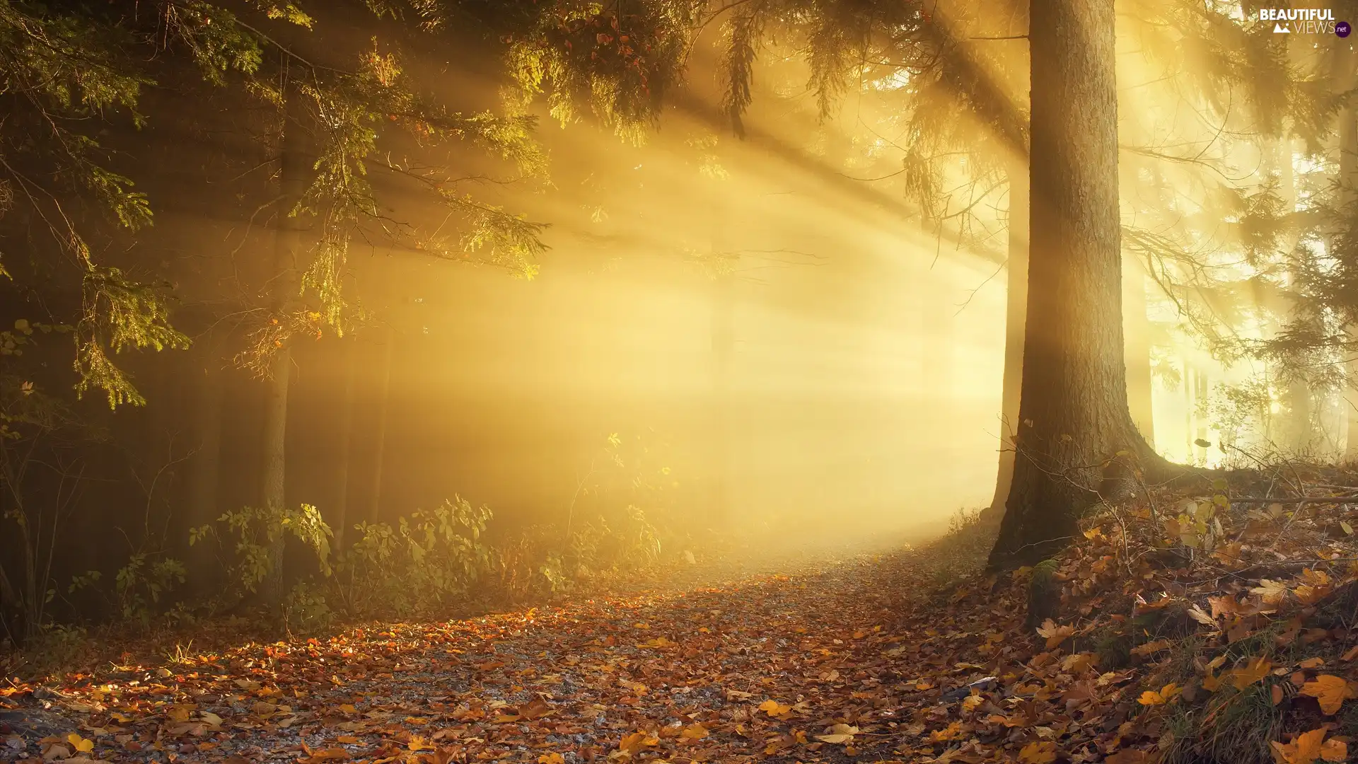 autumn, Leaf, light breaking through sky, forest
