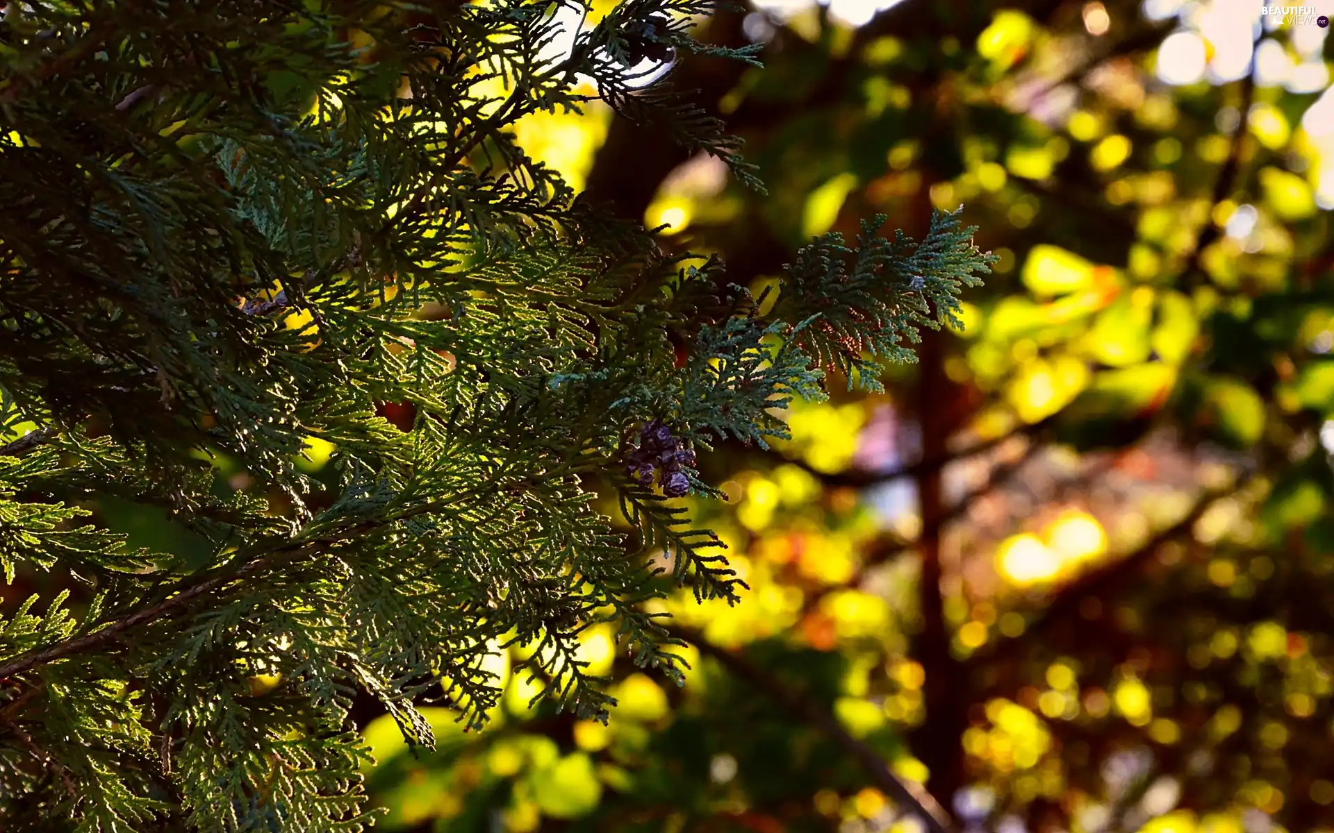 trees, branch, light breaking through sky, thuja