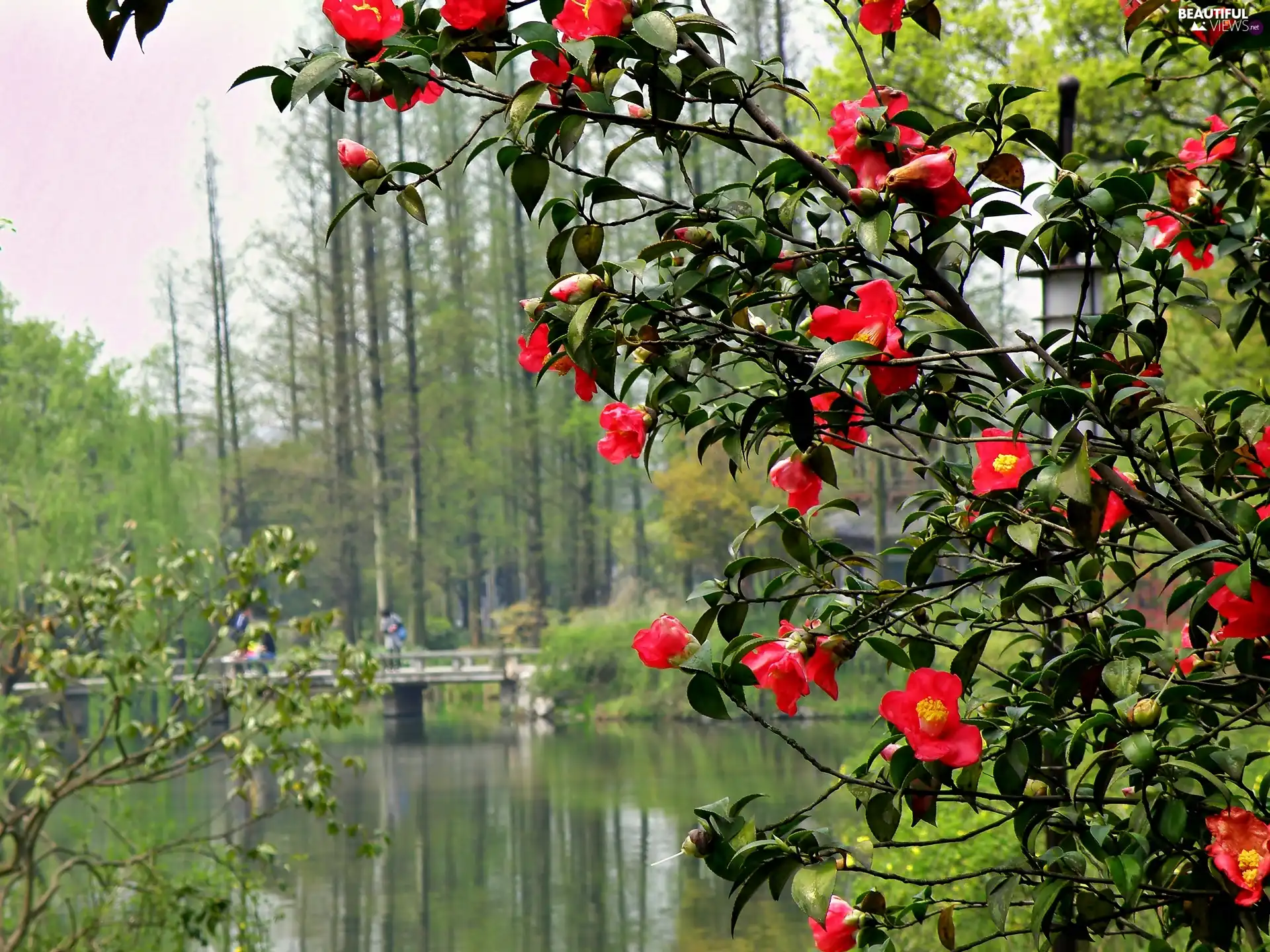 Bush, Park, bridge, blur, River, flower