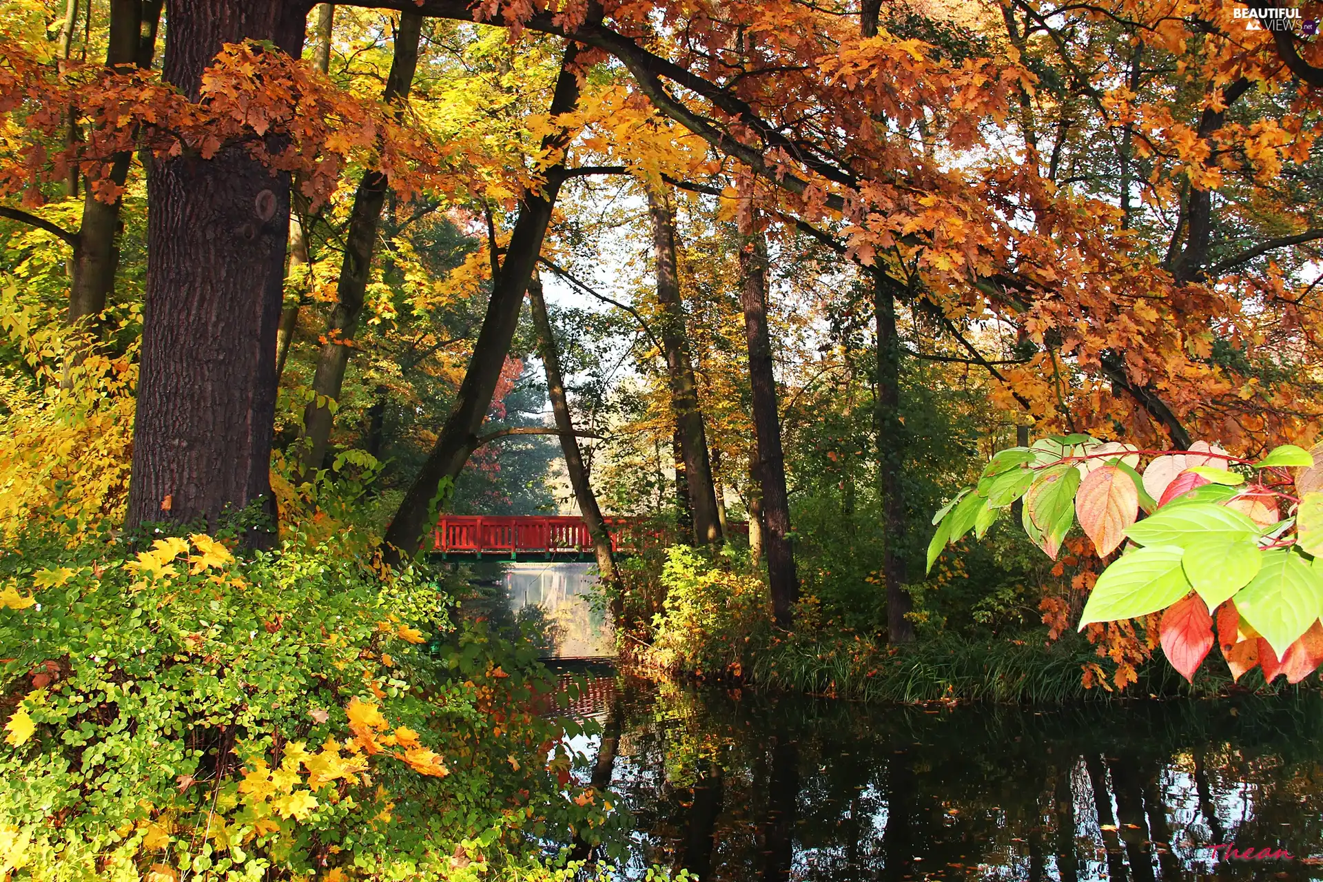 color, Park, bridge, lake, Leaf, autumn