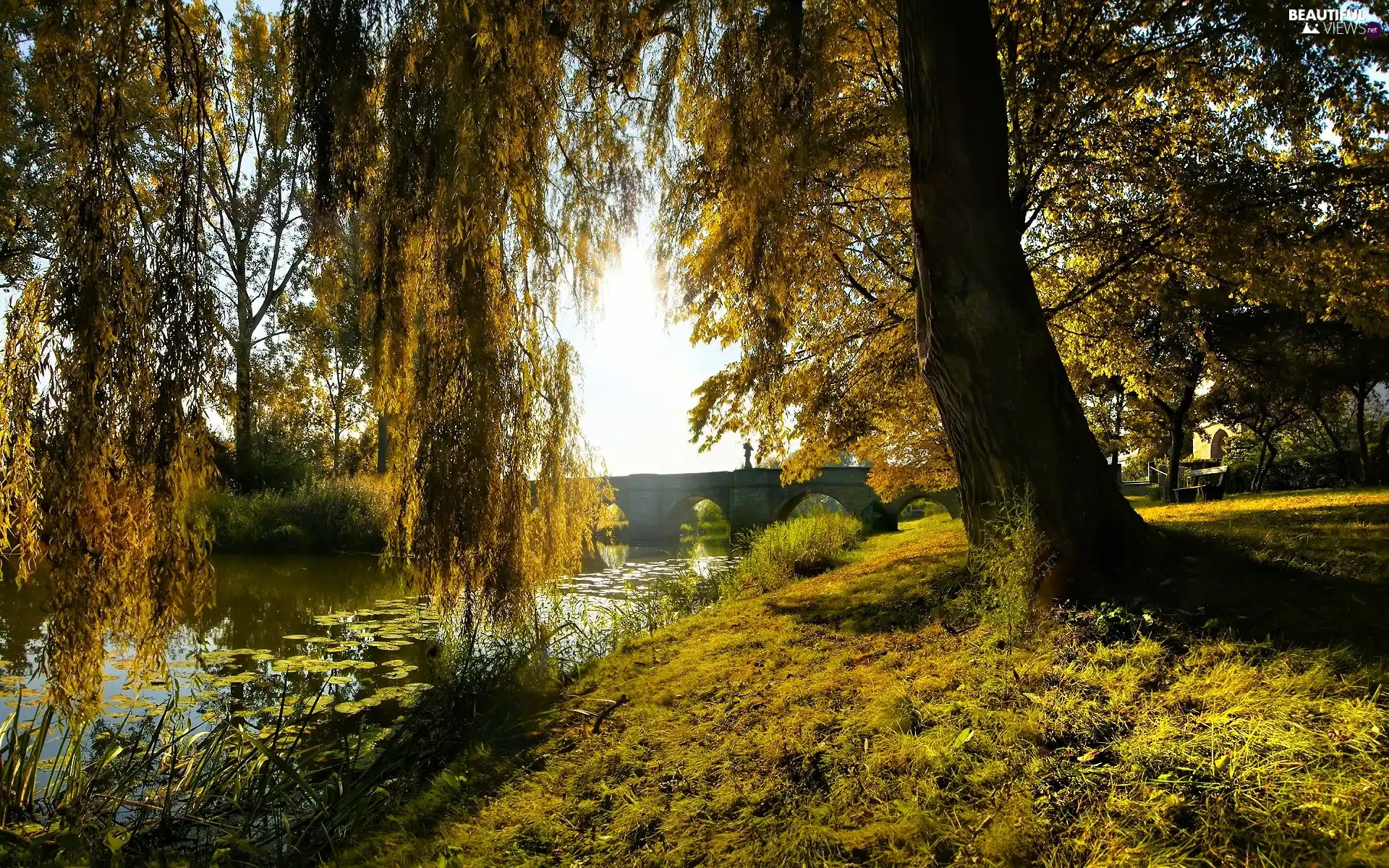 trees, River, bridge, viewes