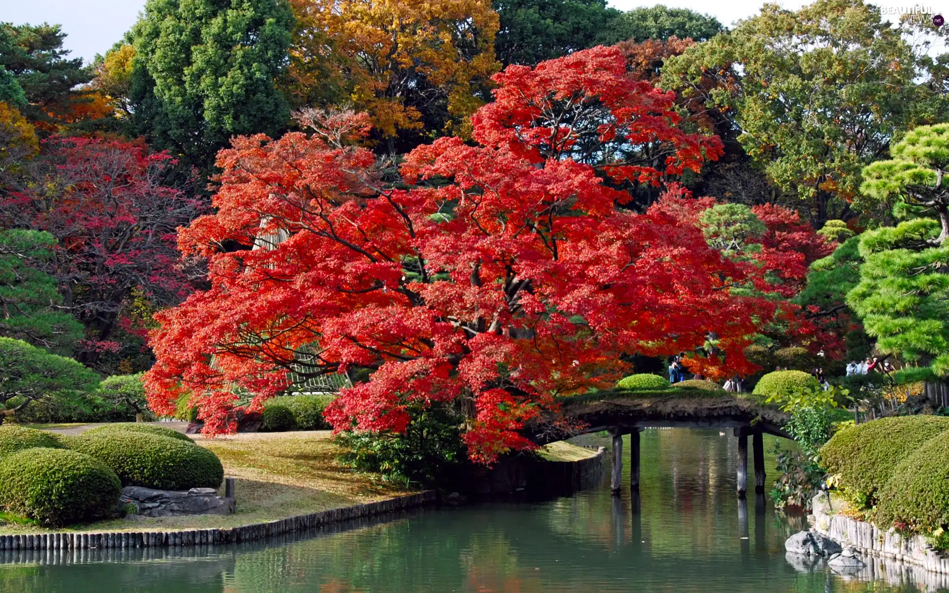 brook, Tokyo, trees, Park, Japan, bridge, viewes