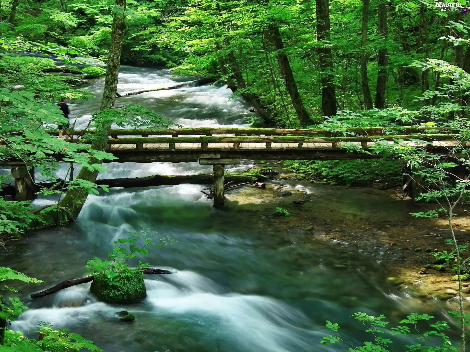 forest, stream, bridges, rapid