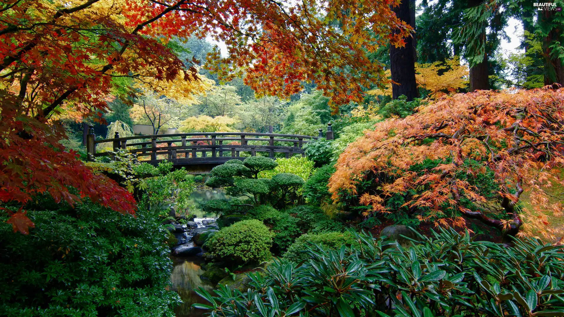 trees, autumn, Bush, bridges, viewes, Garden