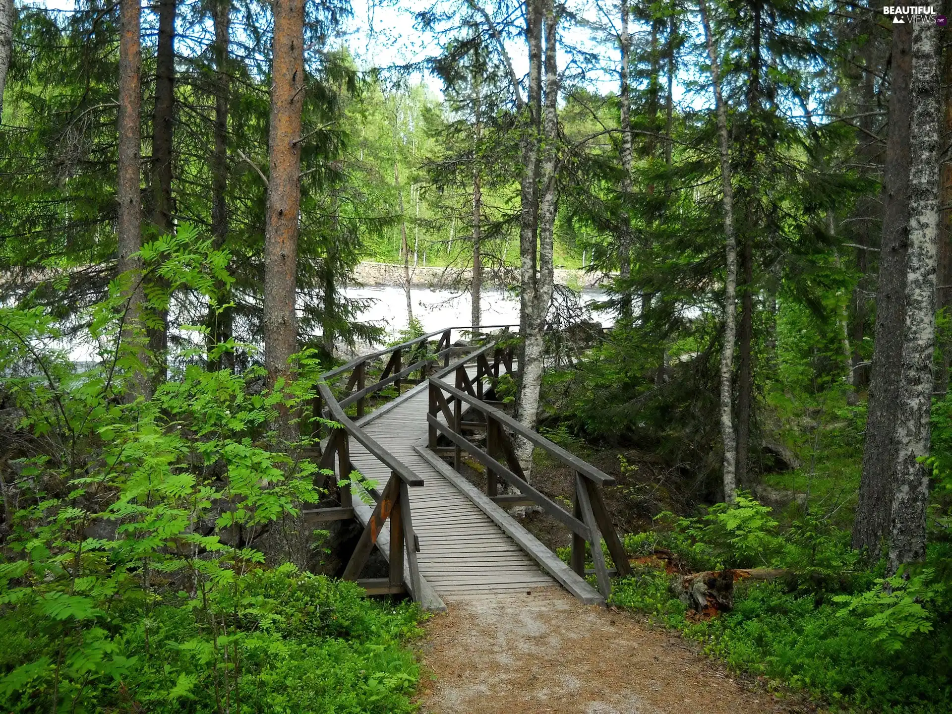 bridges, forest, wooden