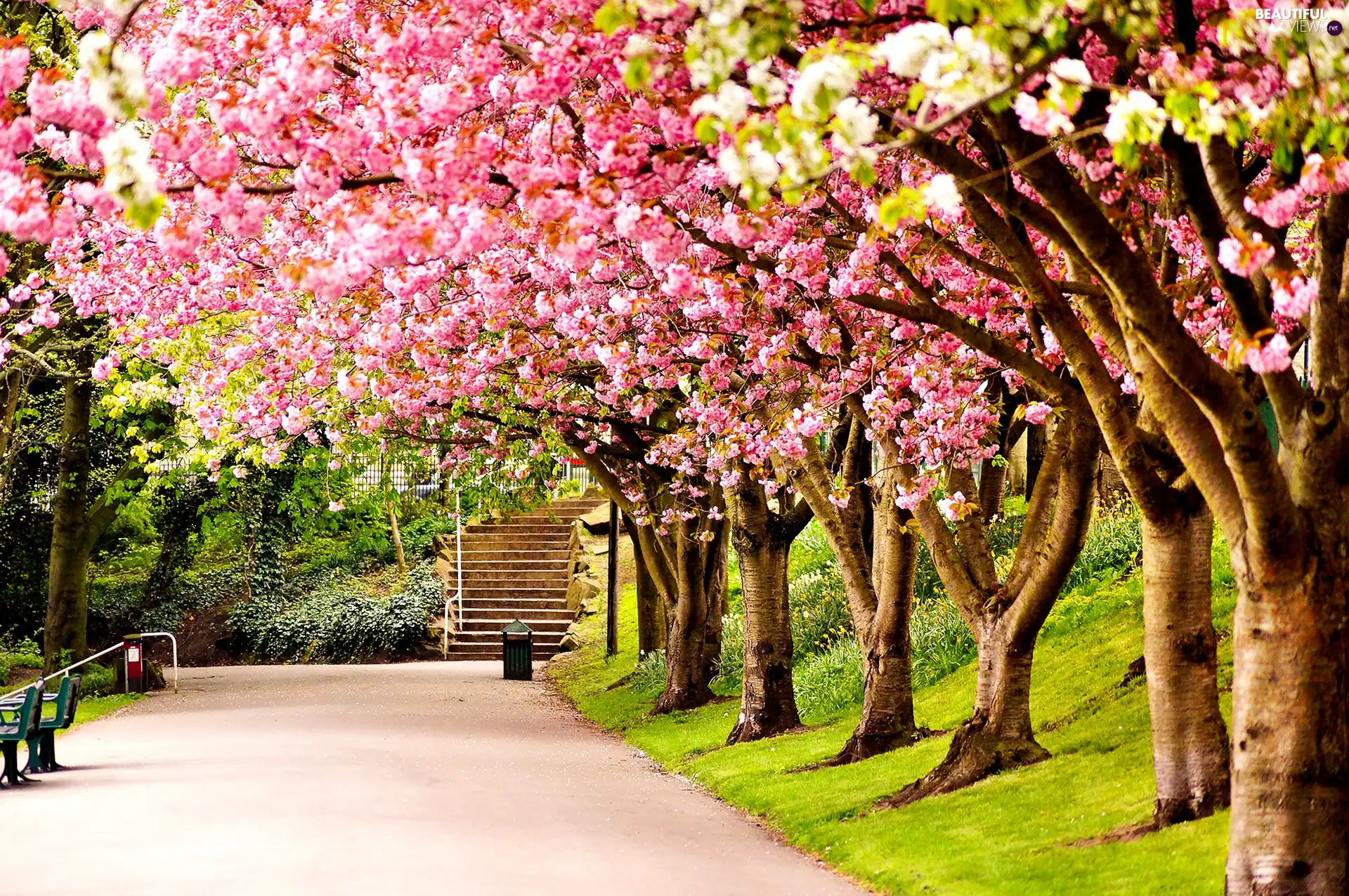 Great Britain, Spring, viewes, Park, trees, England, Sheffield, flourishing