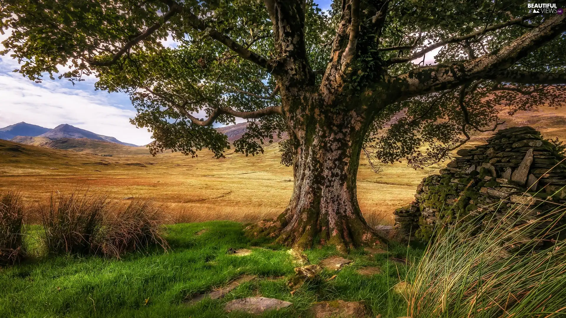 Nant Gwynant Valley, wales, trees, Snowdonia National Park, Great Britain, Mountains, grass