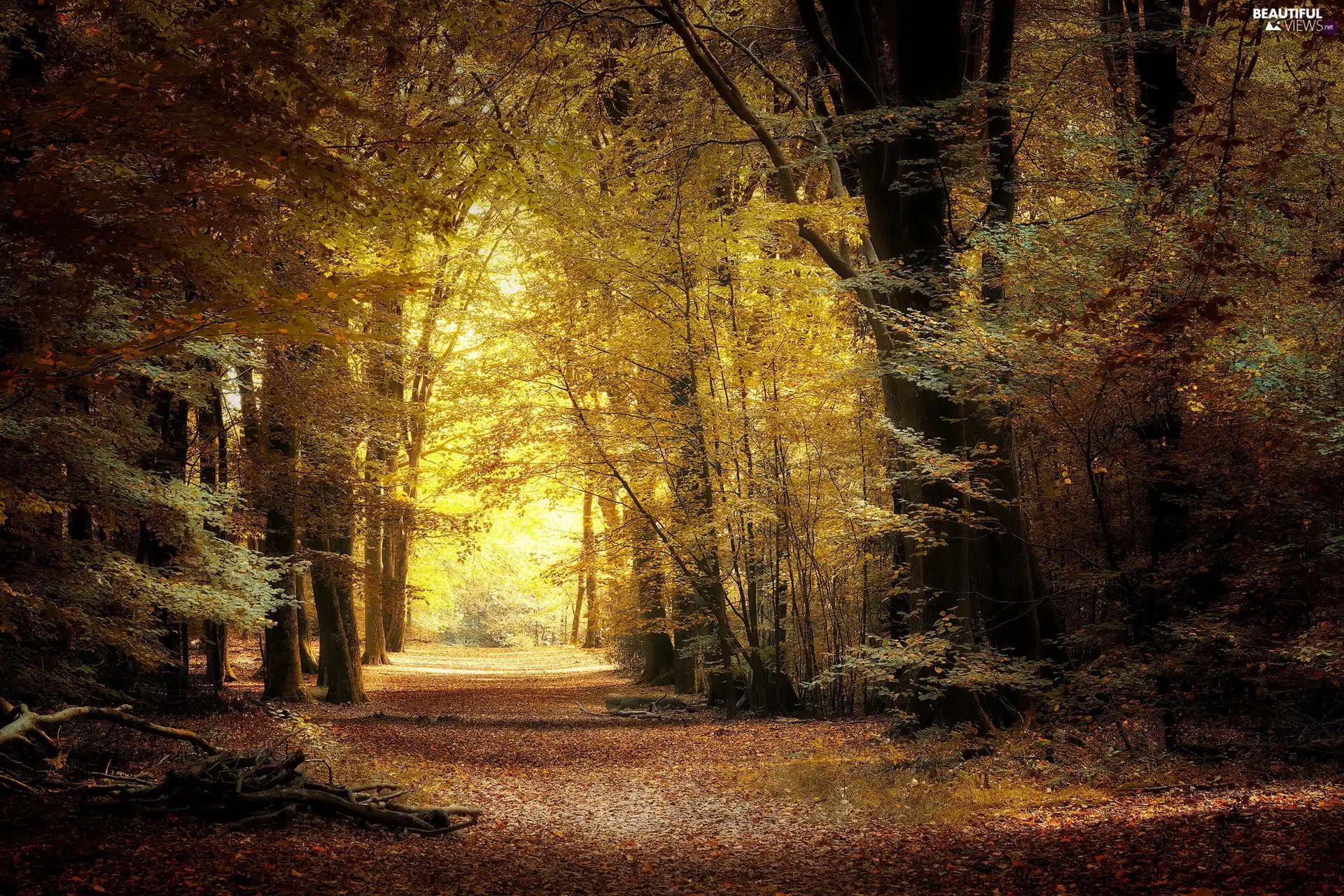 trees, viewes, Way, Broadleaf Forests, autumn