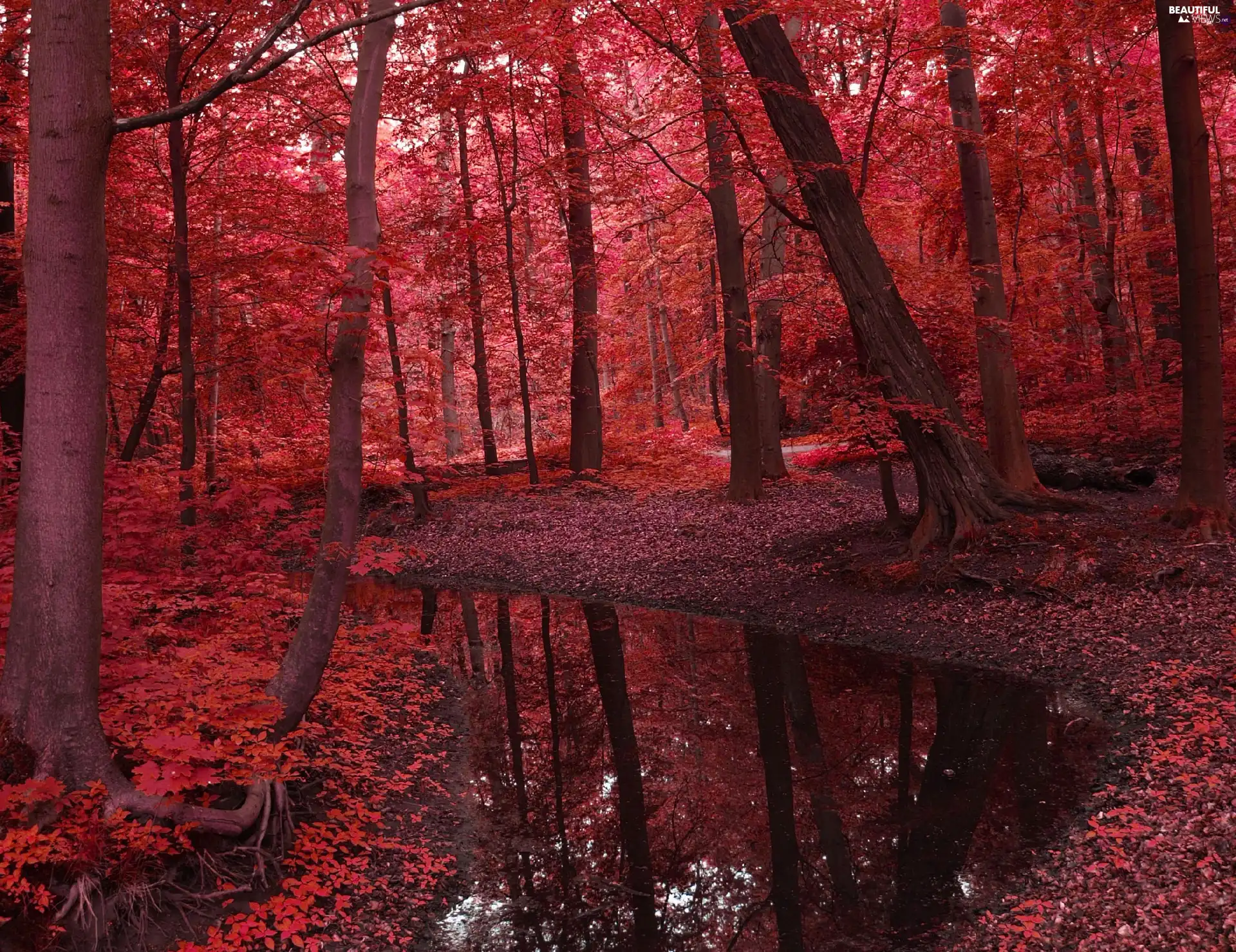 brook, autumn, viewes, forest, trees