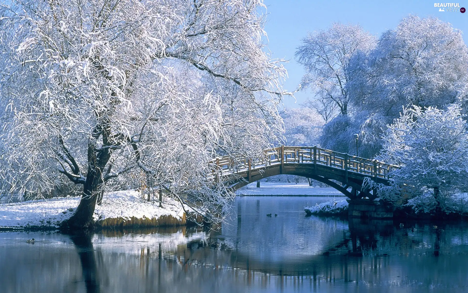 trees, Park, brook, bridges, viewes, Snowy