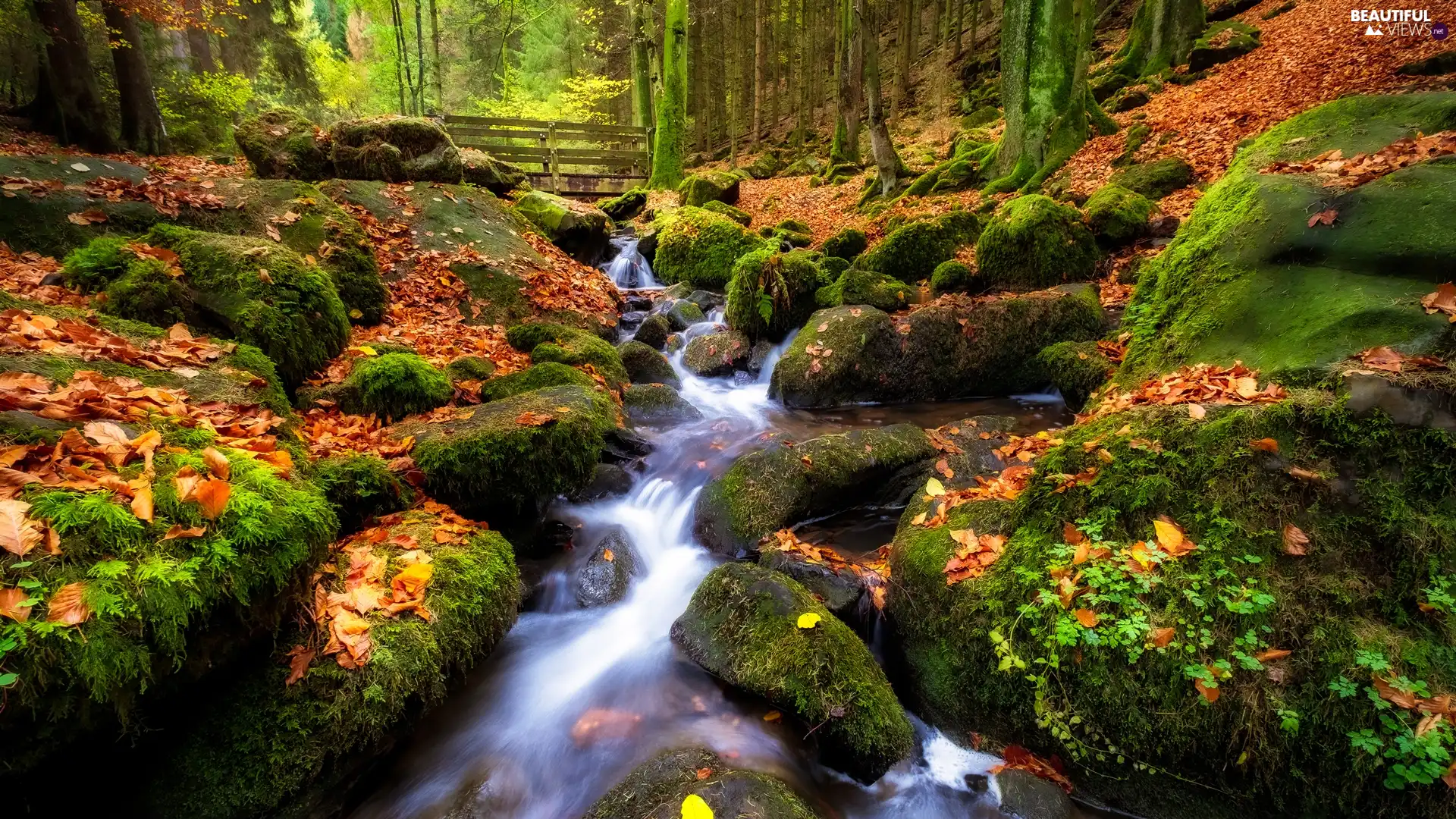 brook, forest, stream, bridges, fallen, Leaf, Stones, autumn, mossy