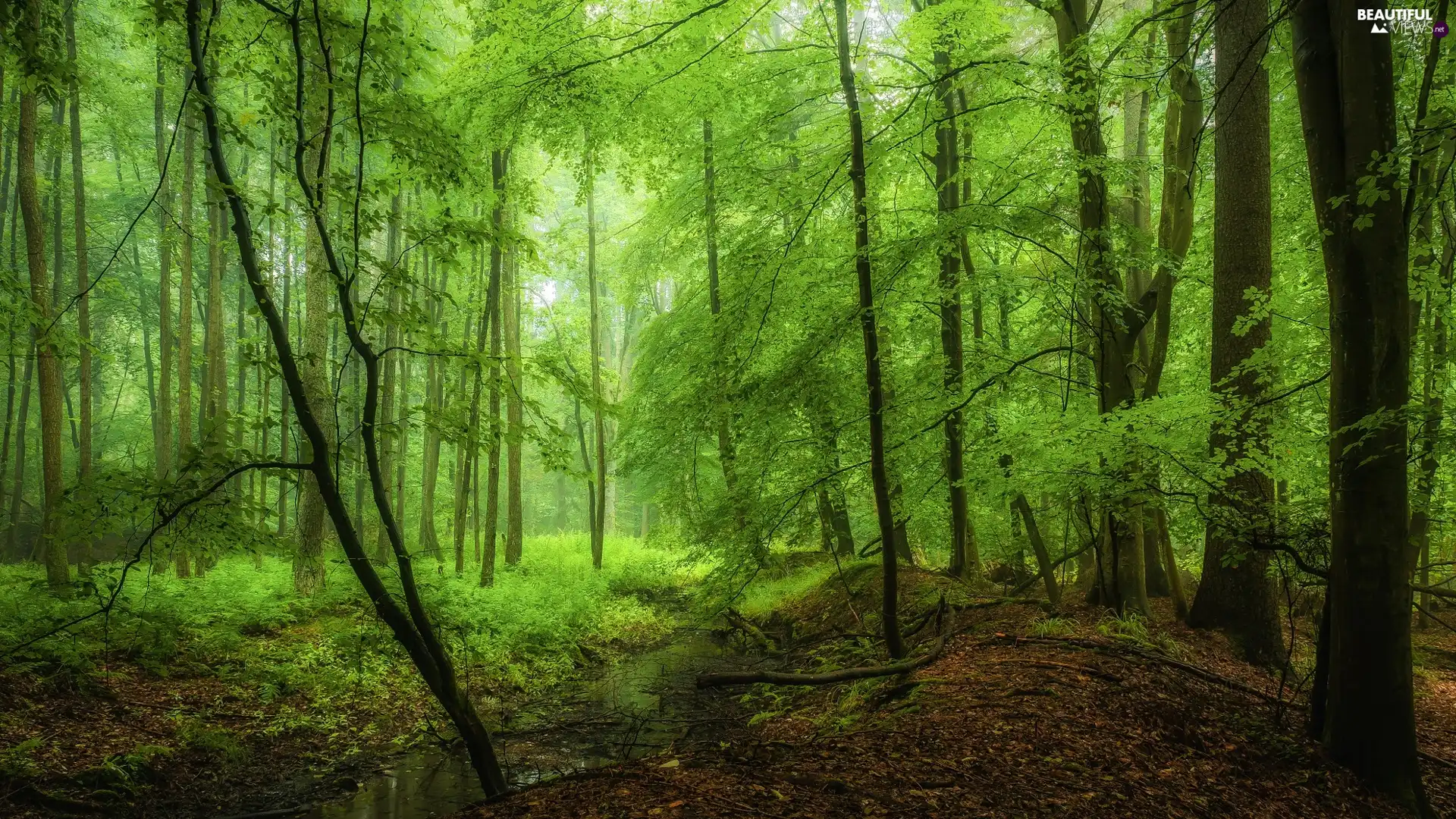 forest, viewes, brooklet, trees
