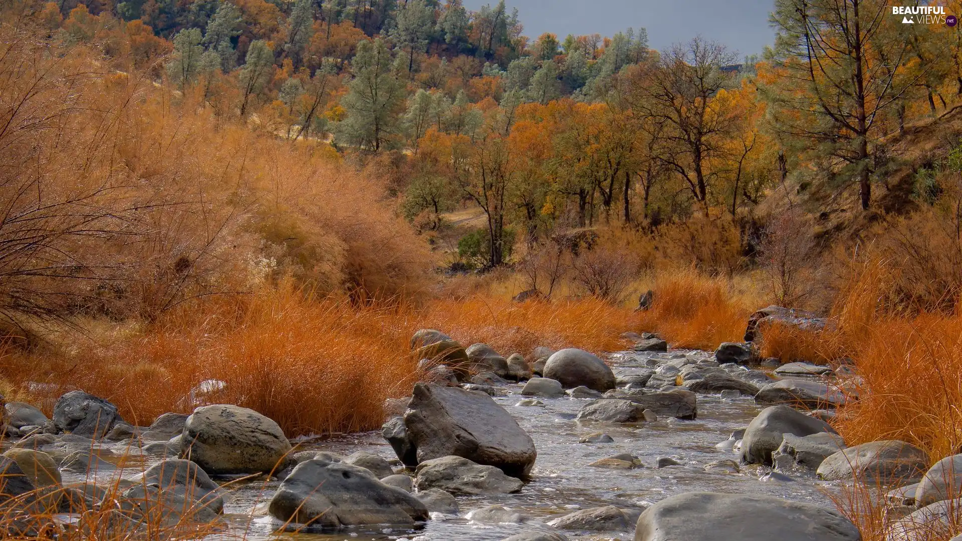 trees, viewes, autumn, Yellowed, grass, Stones, River, Bush