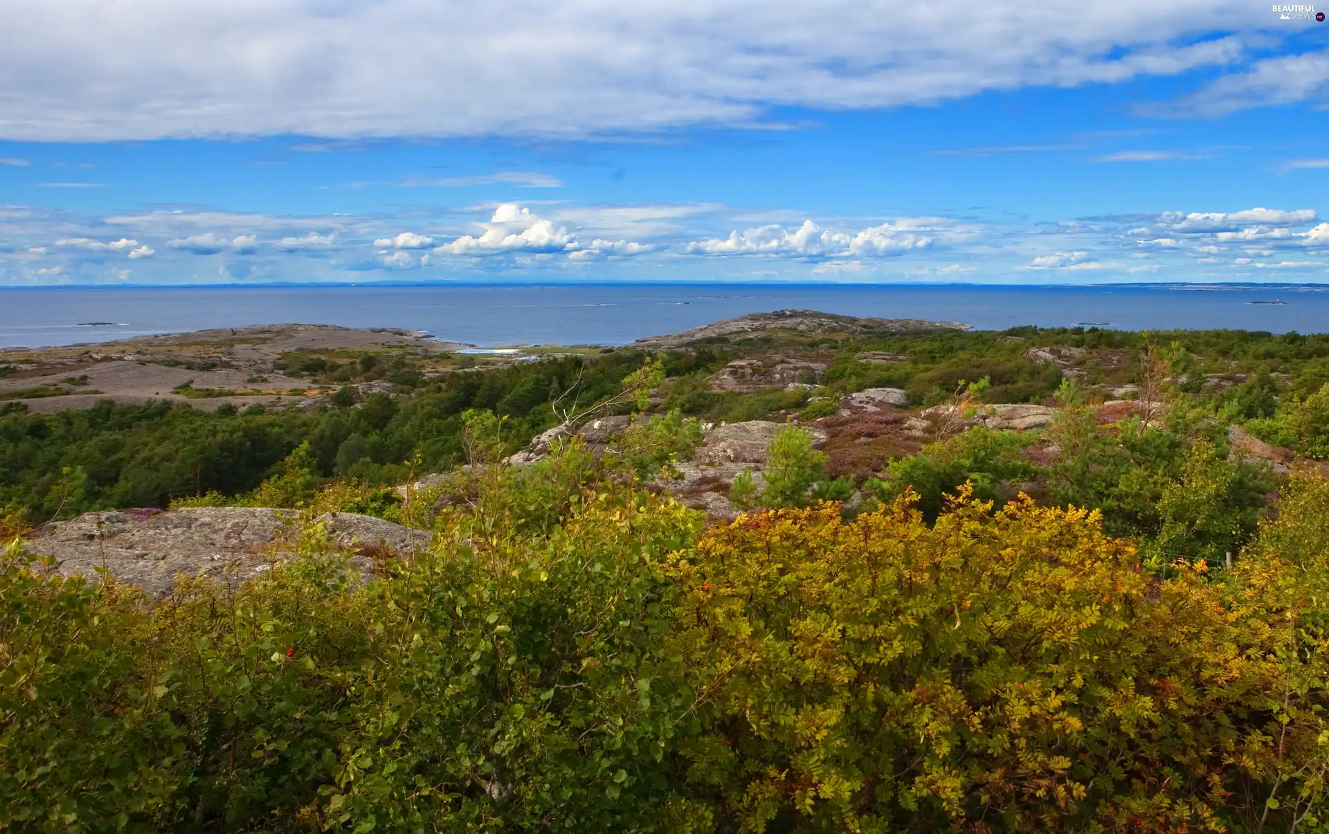 Coast, woods, Bush, rocks
