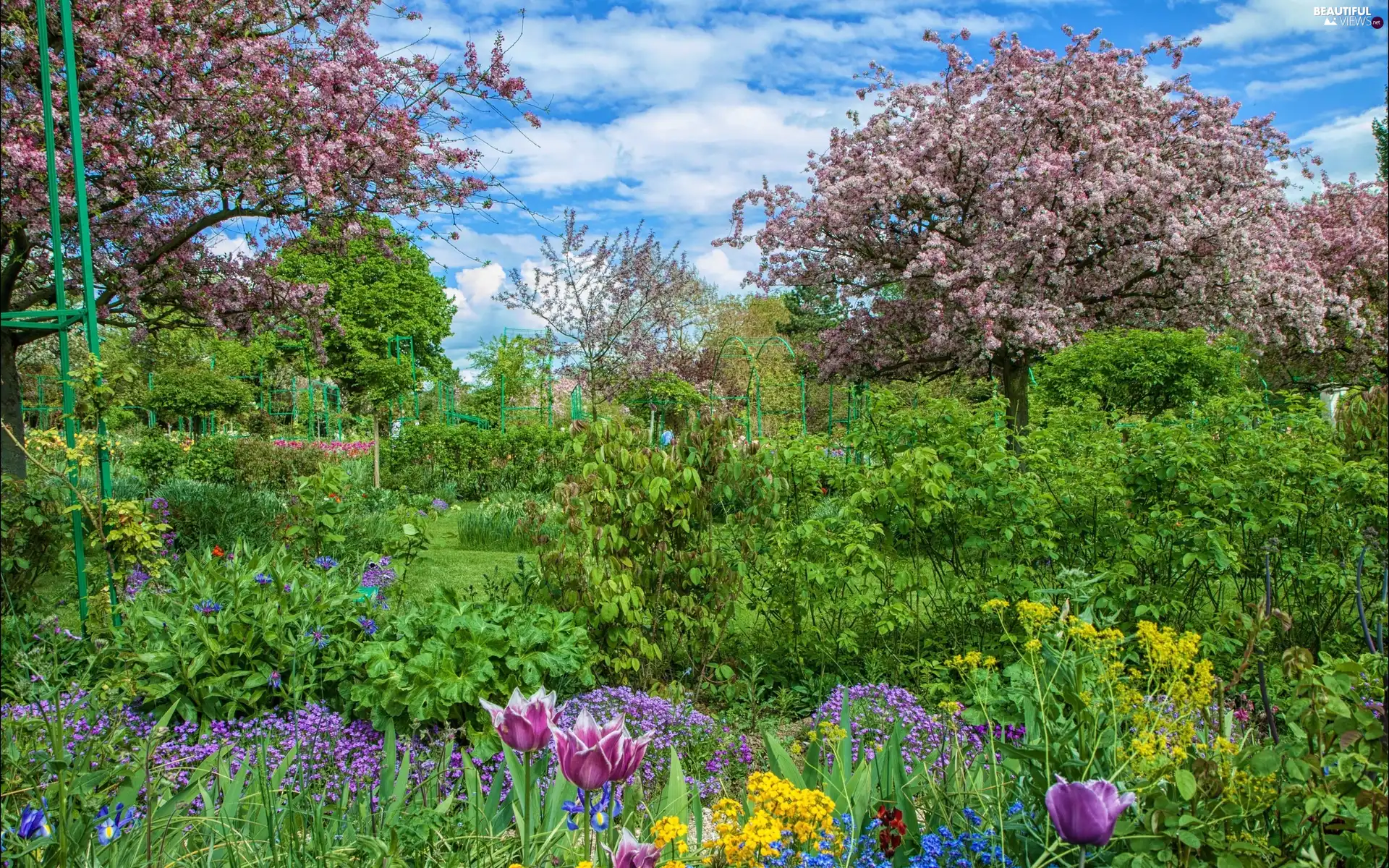 trees, Garden, Bush, Flowers, viewes, flourishing