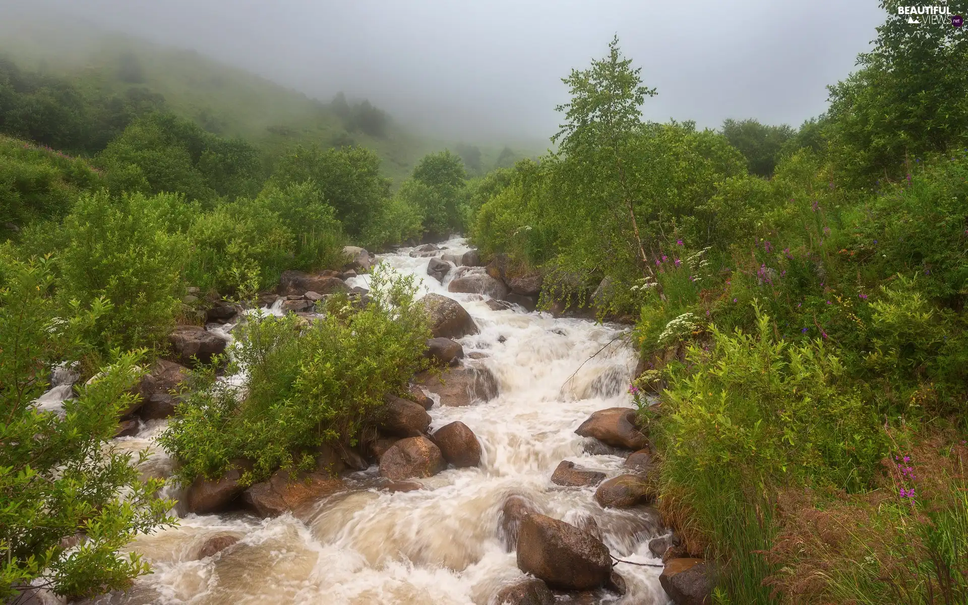 trees, River, Fog, Bush, stream, viewes, Stones