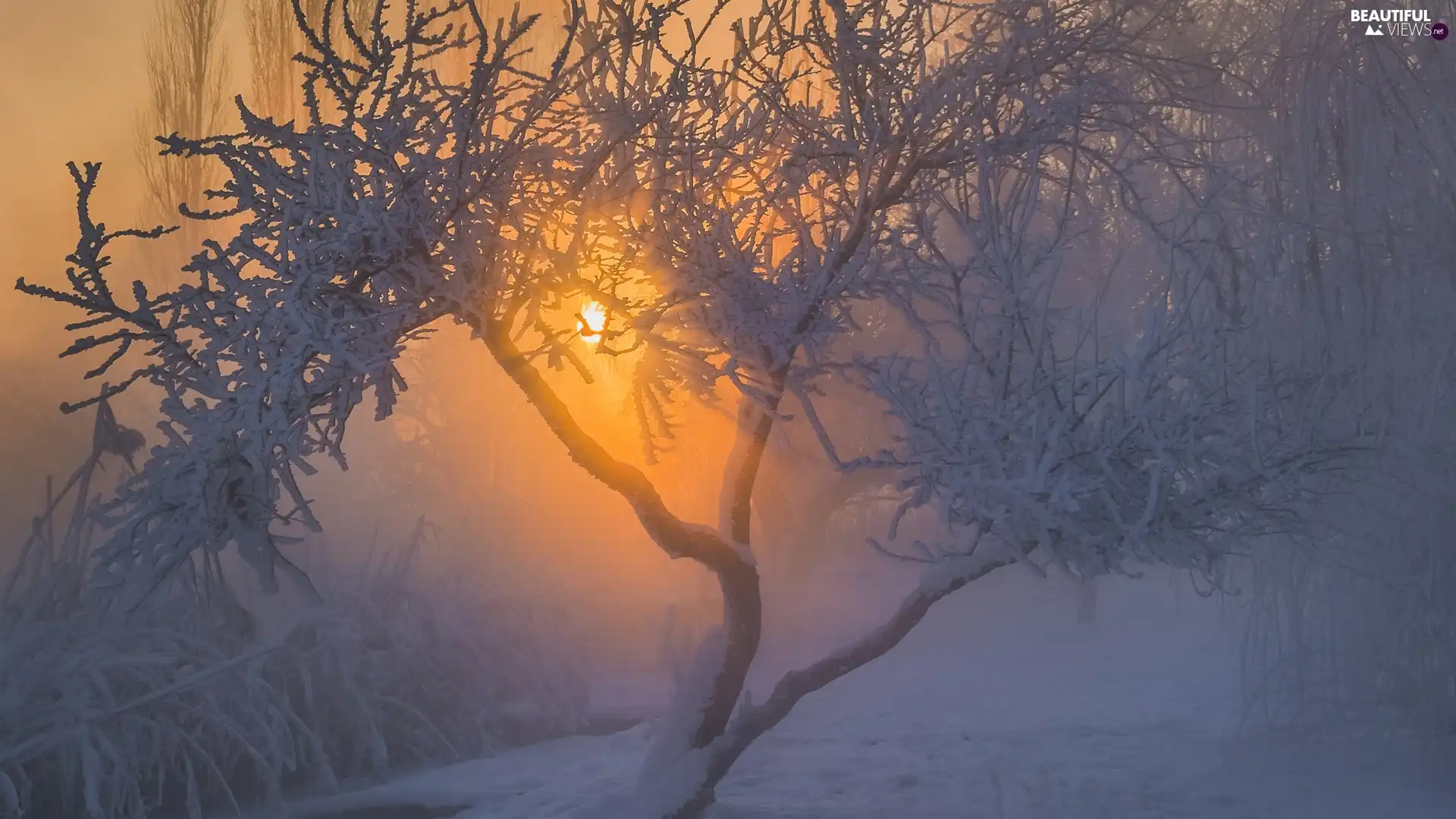 viewes, Snowy, Fog, trees, Sunrise, trees, winter, Bush