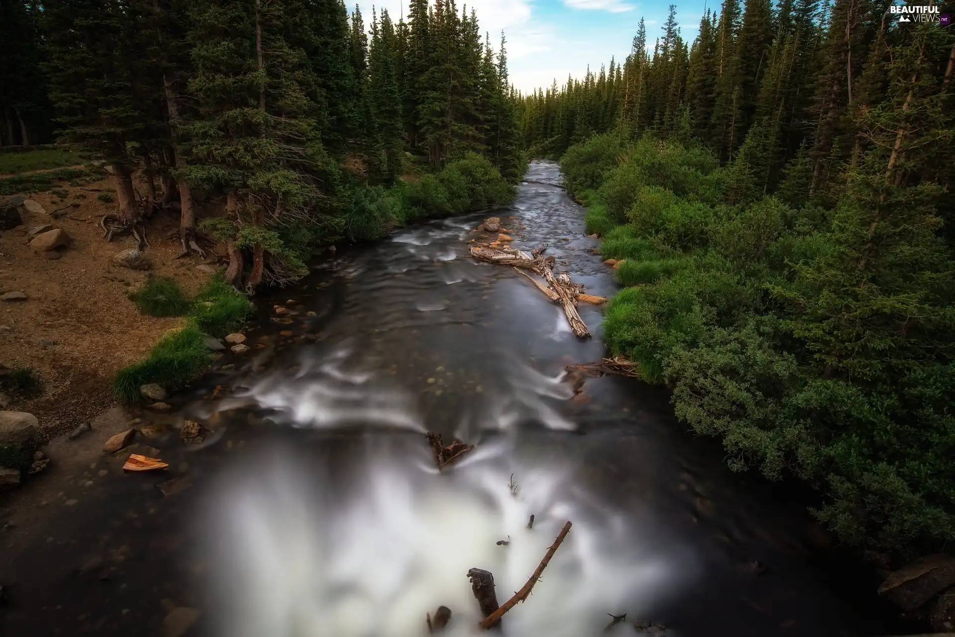 viewes, Bush, forest, trees, River