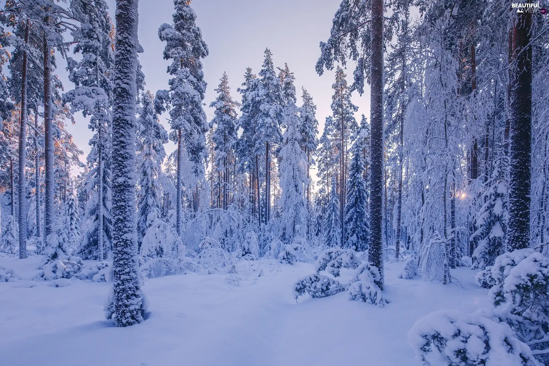 Snowy, winter, viewes, Bush, trees, forest