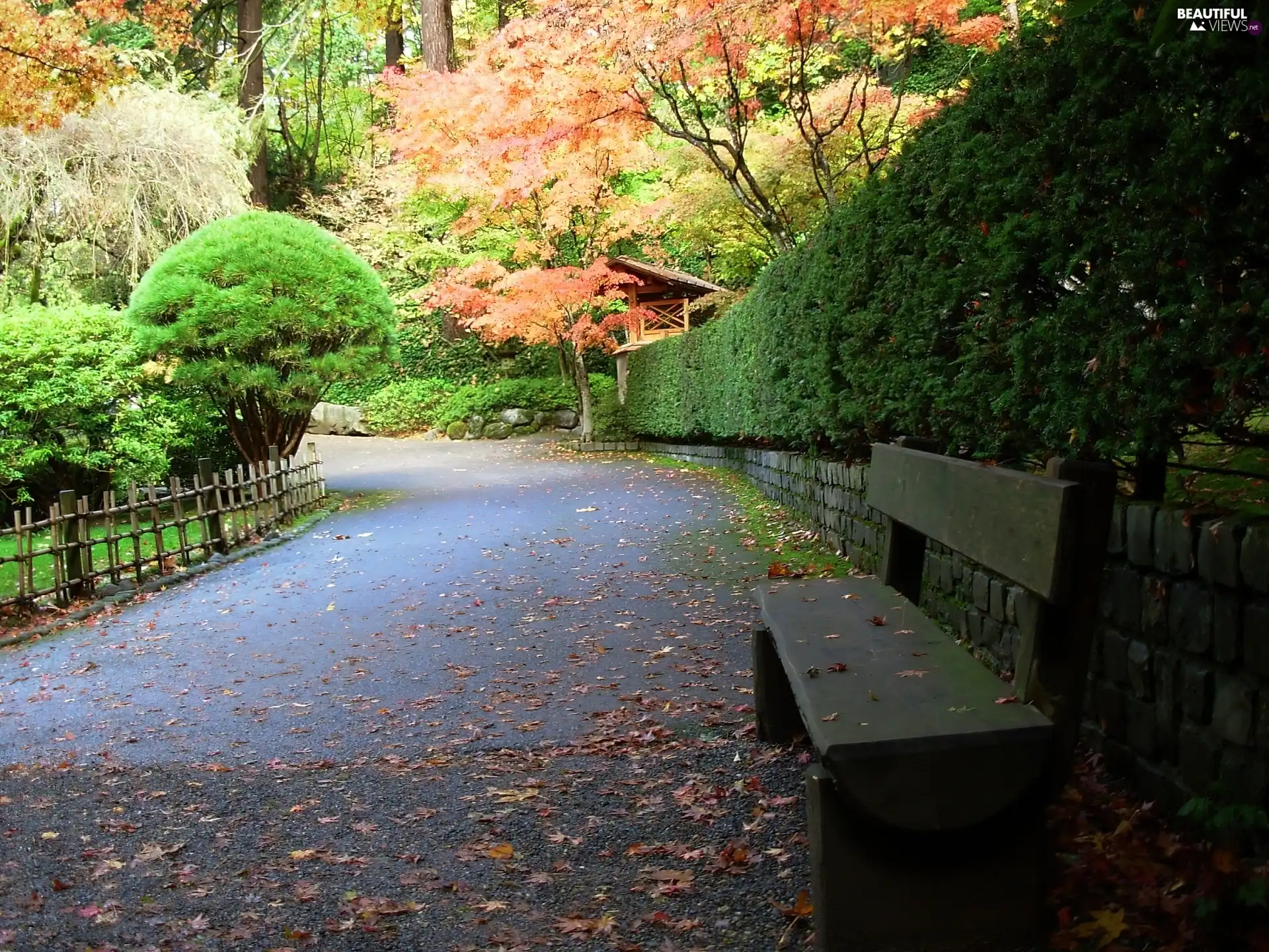 trees, Park, Bush, lane, viewes, Bench