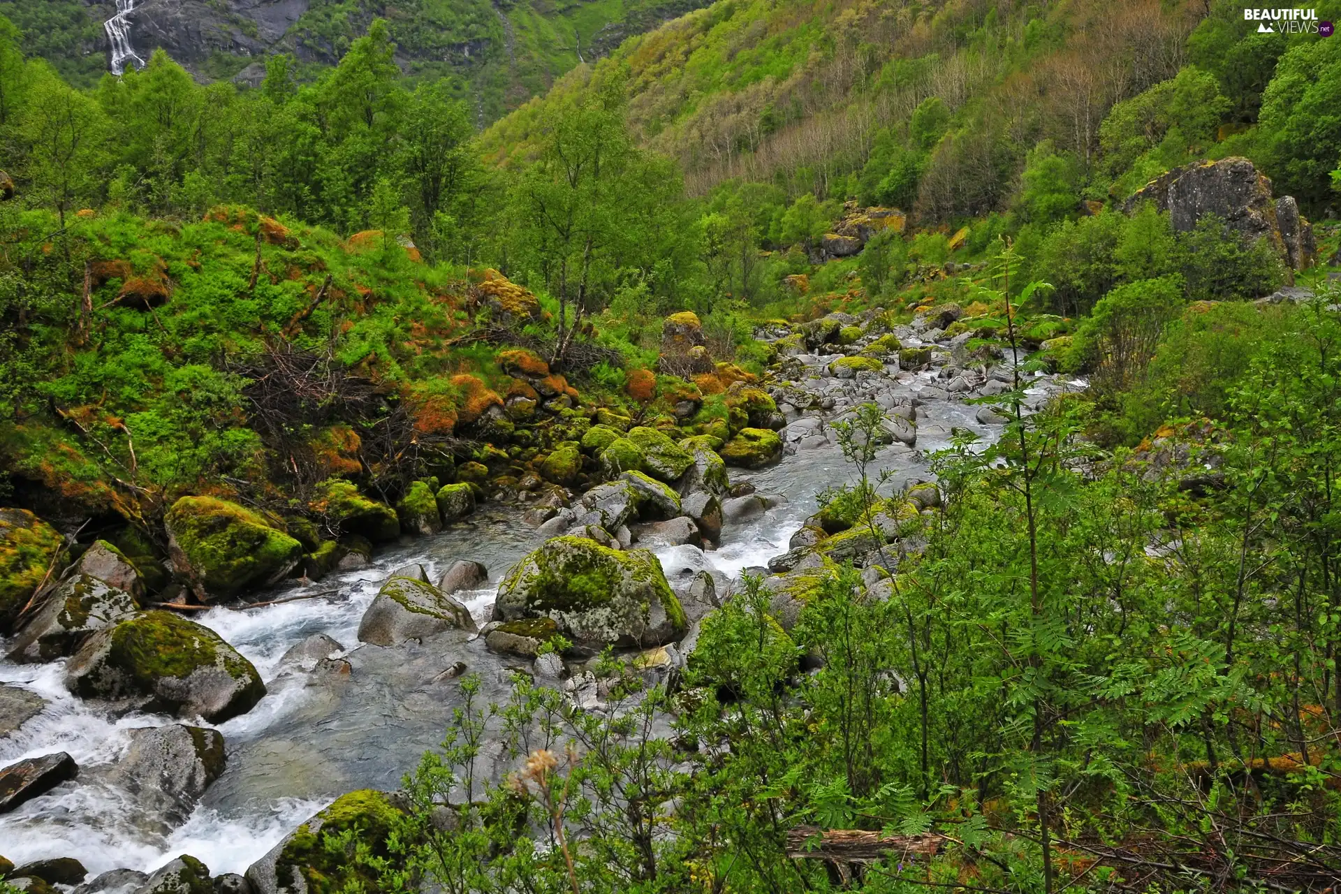 Mountain, Stones, Bush, brook