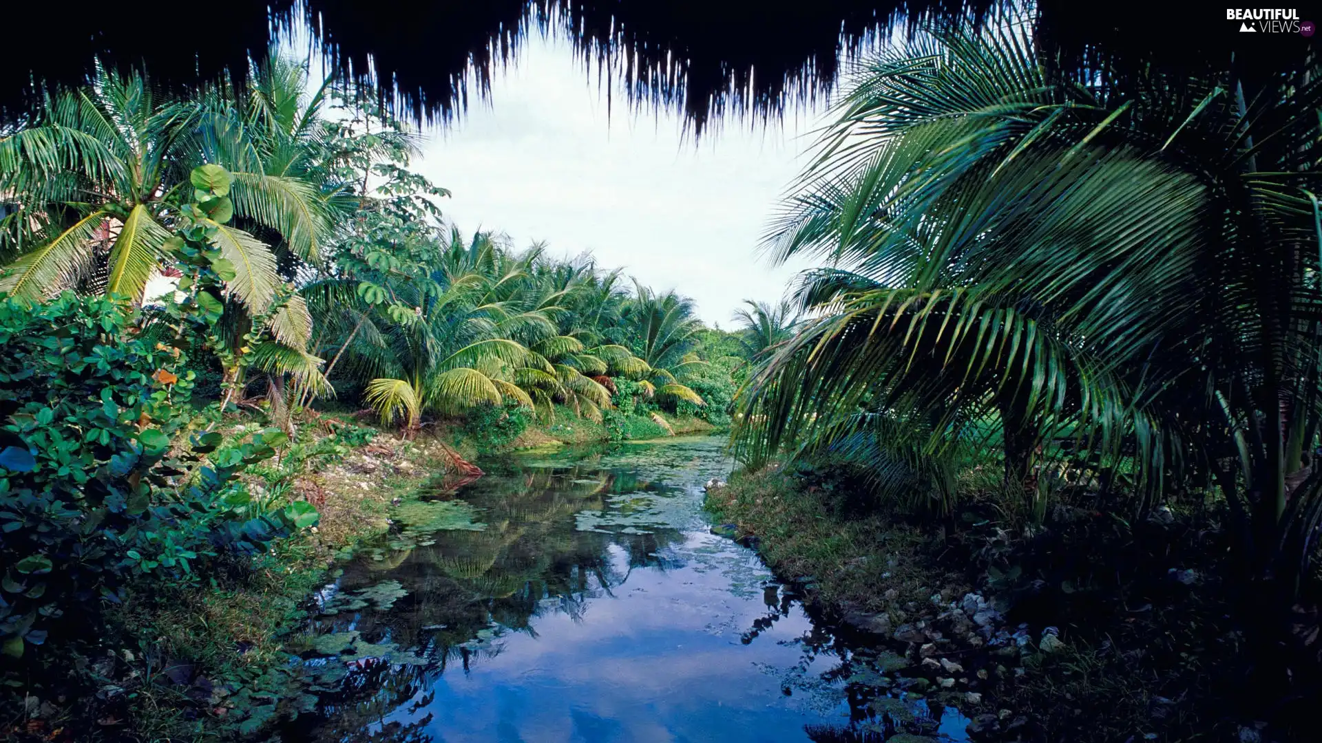 Bush, River, Palms