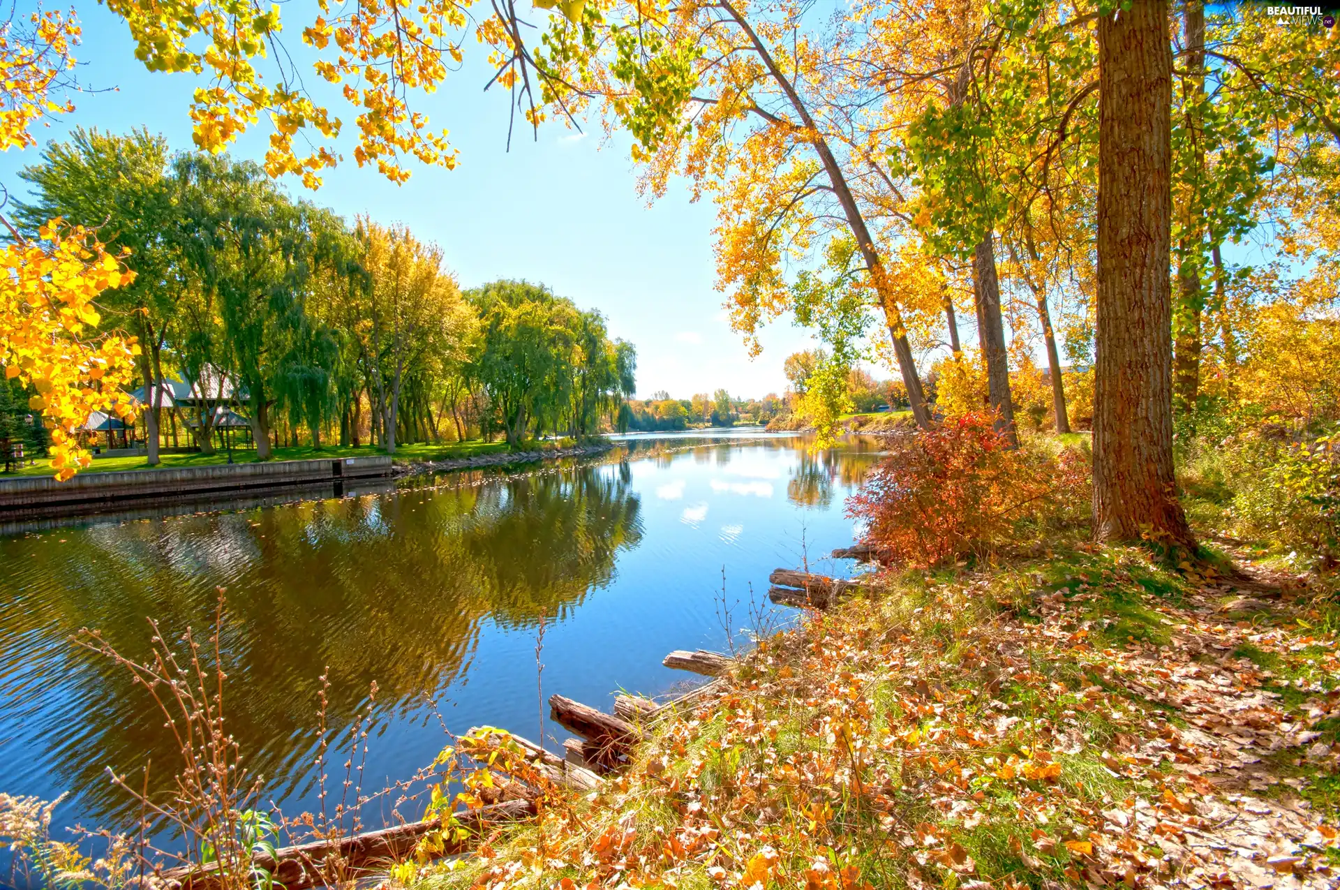 River, viewes, Leaf, willow, trees, Bush, reflection