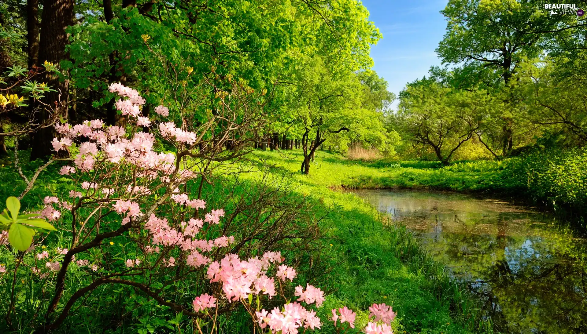 Bush, Meadow, trees, viewes, Pond - car, flower