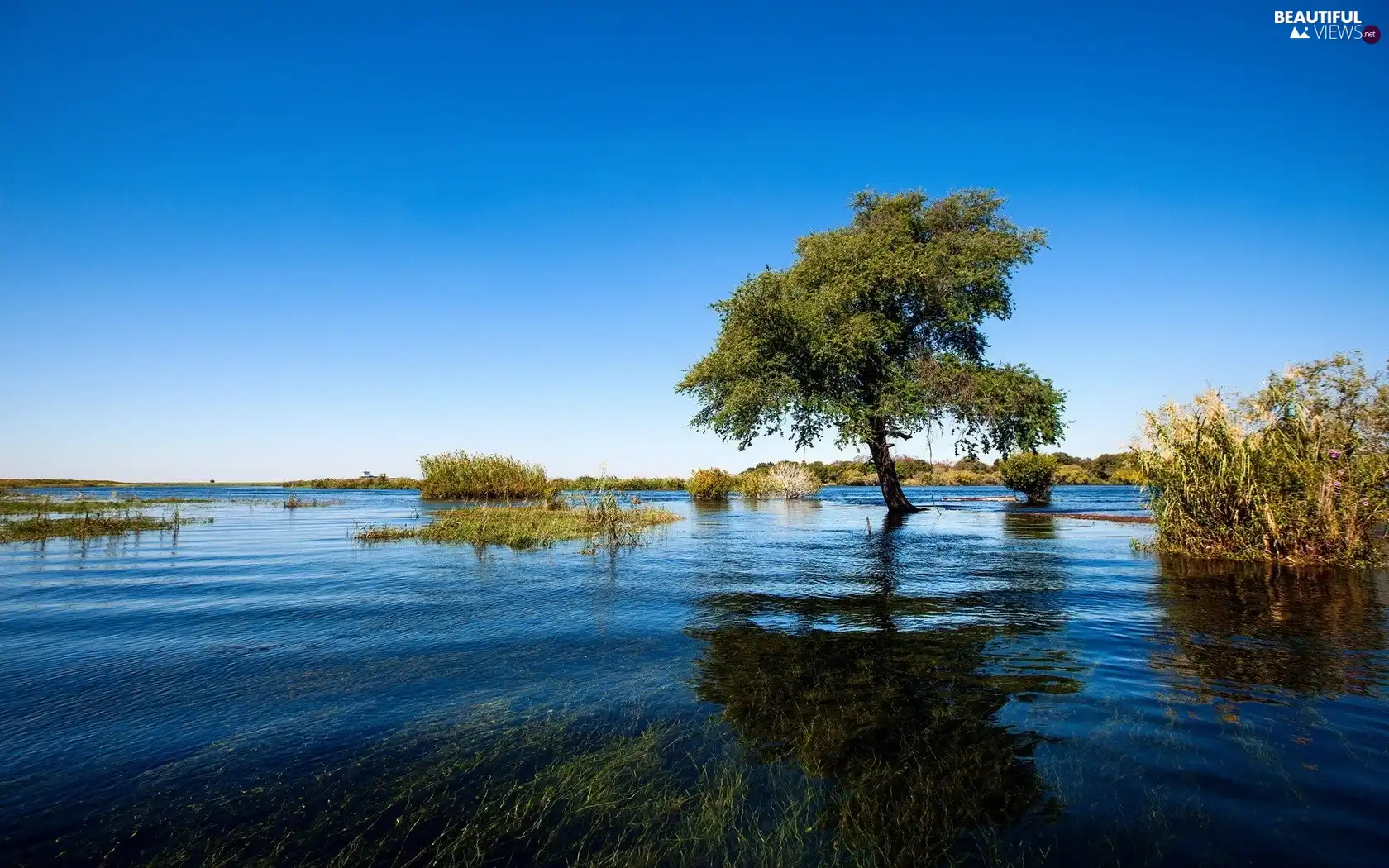 Meadow, flood, Bush, VEGETATION, trees, flooded