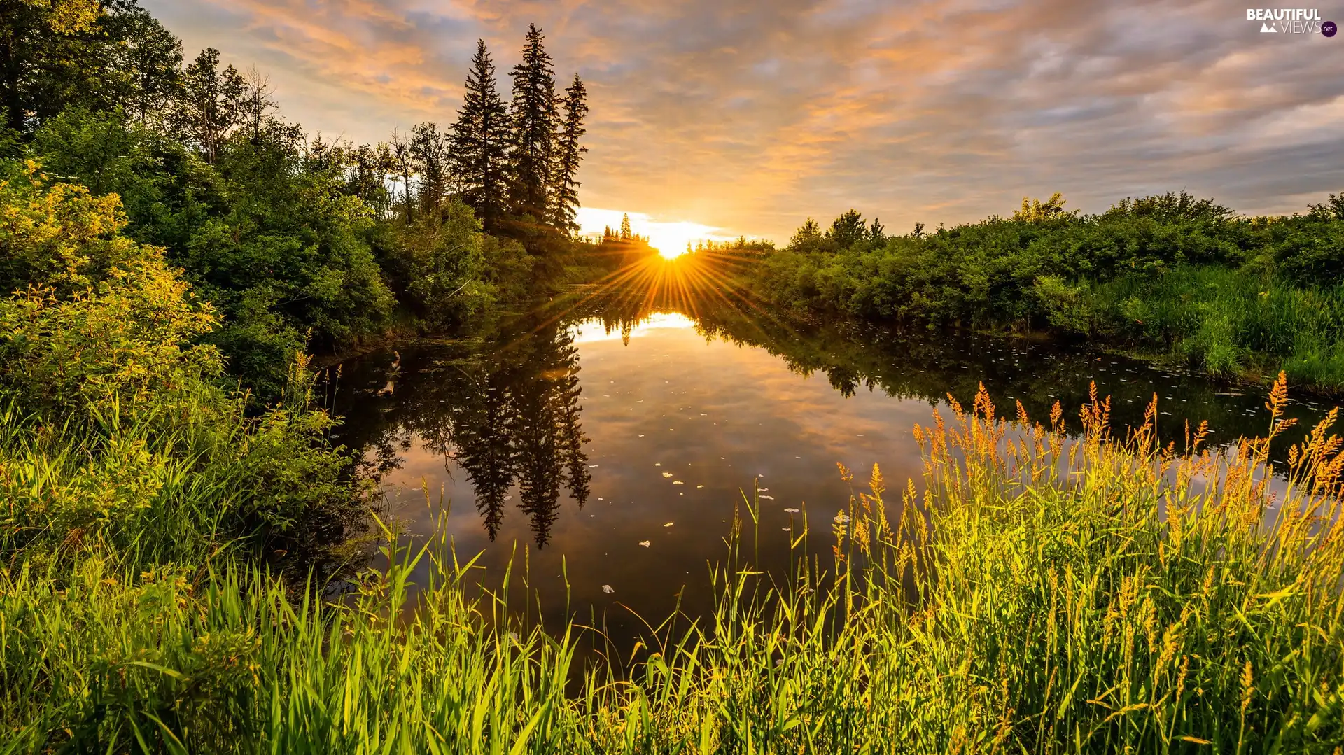 Bush, rays of the Sun, trees, viewes, Pond - car