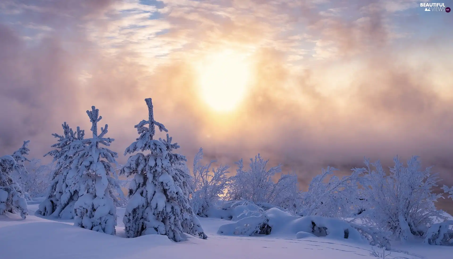 Snowy, Sunrise, viewes, Bush, trees, winter