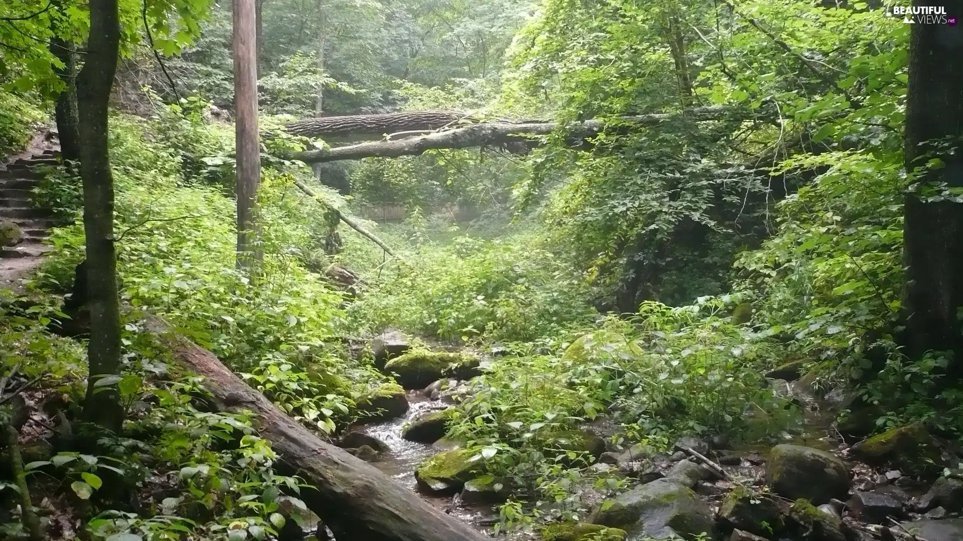 trees, stream, Bushes, Stairs, viewes, Stones