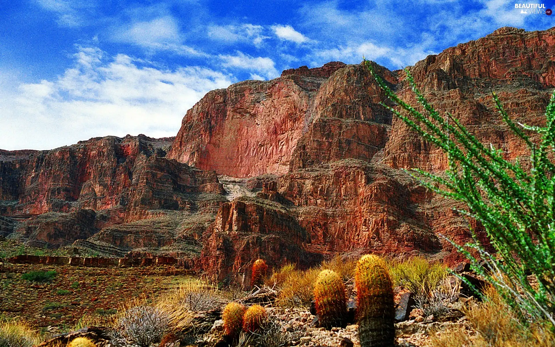 layers, canyon, Cactus, bed-rock