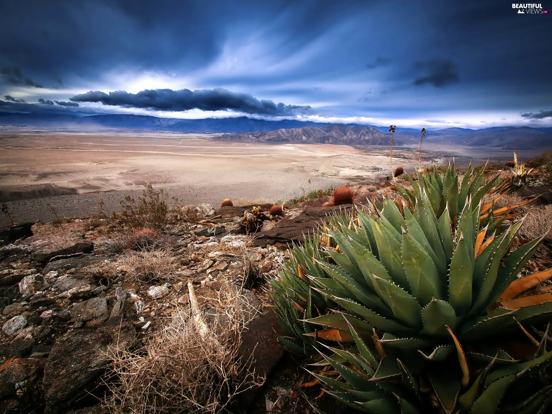 Cactus, Desert, Stones