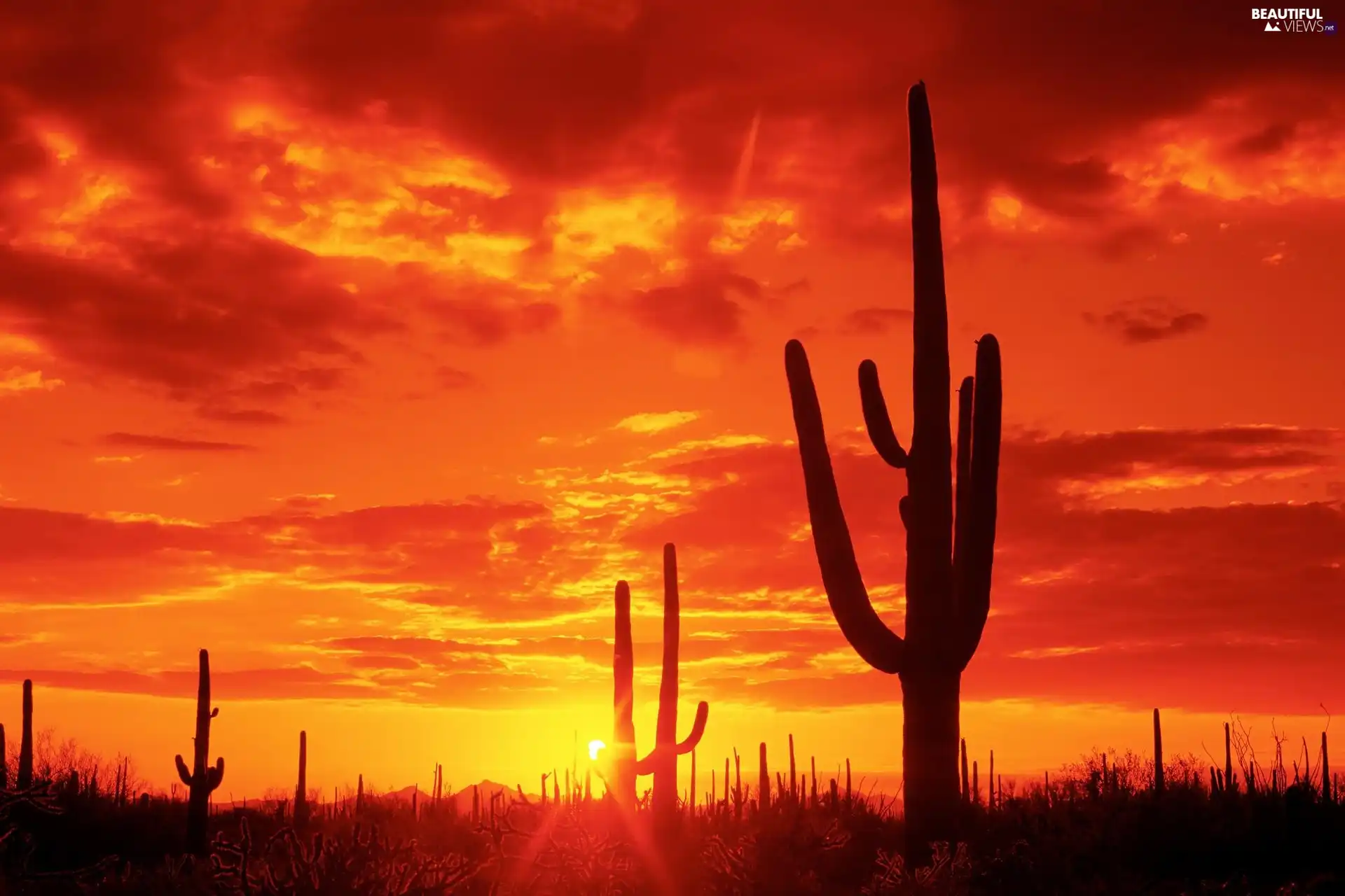 Cactus, west, sun