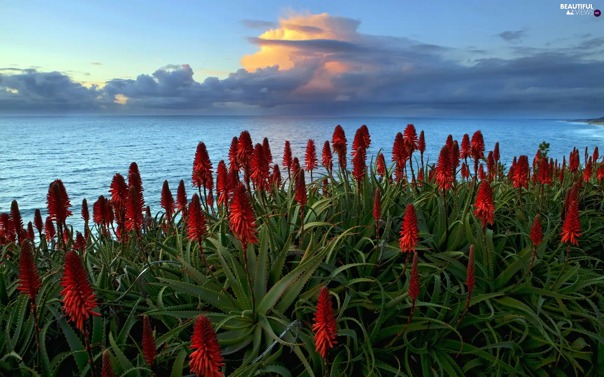 west, sea, Cactus, sun