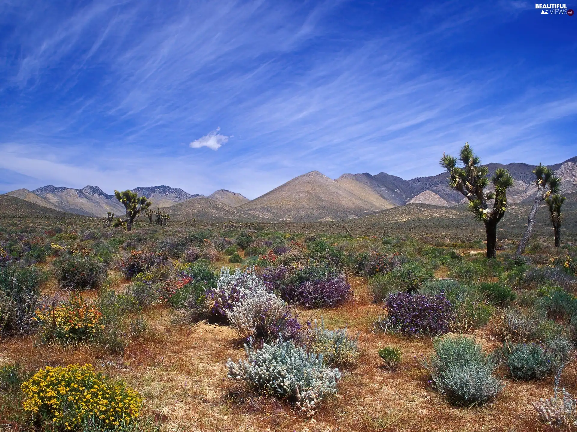 California, Desert, Bloom Beautiful views wallpapers 1600x1200