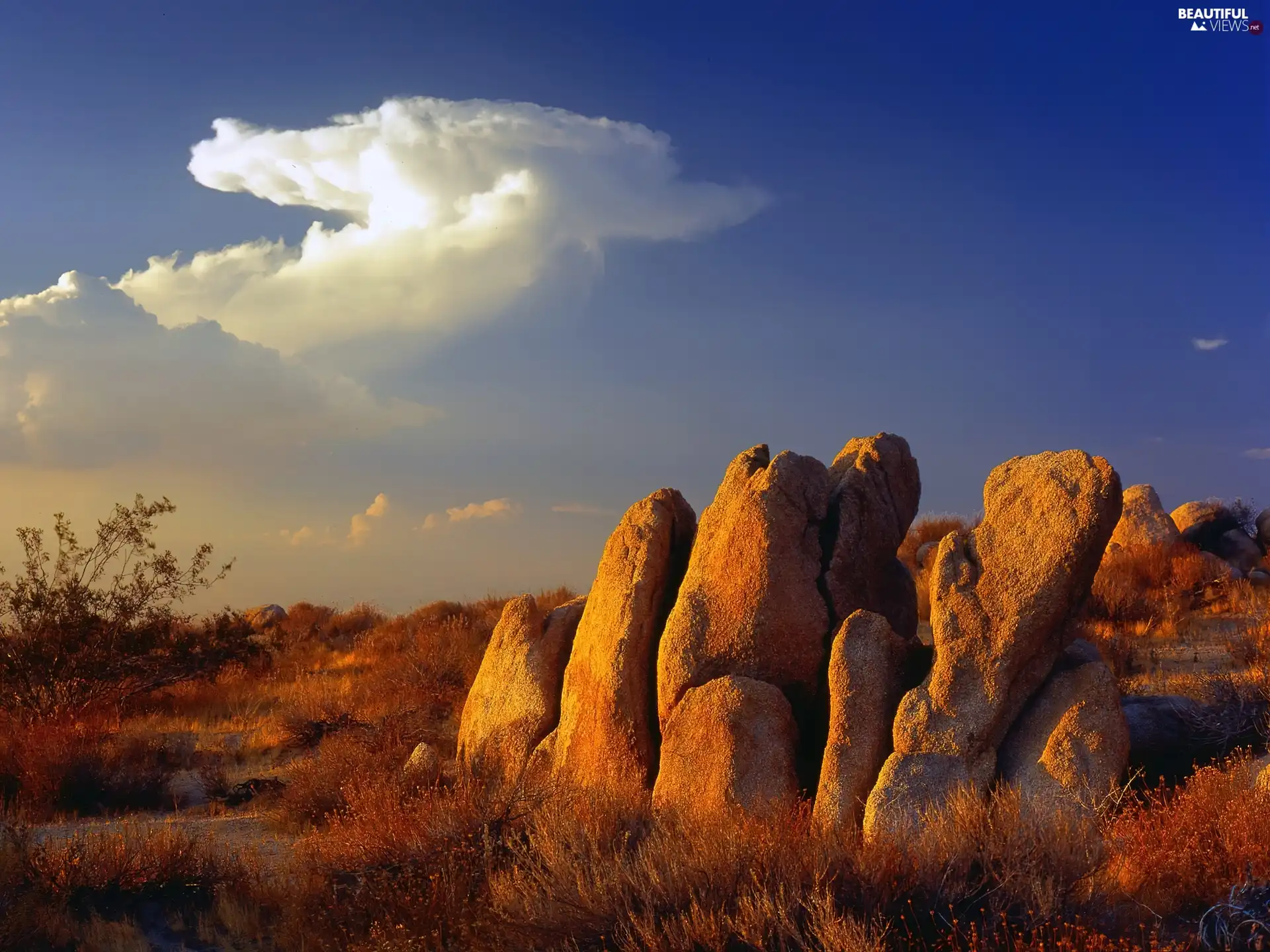 California, Desert, Mojave