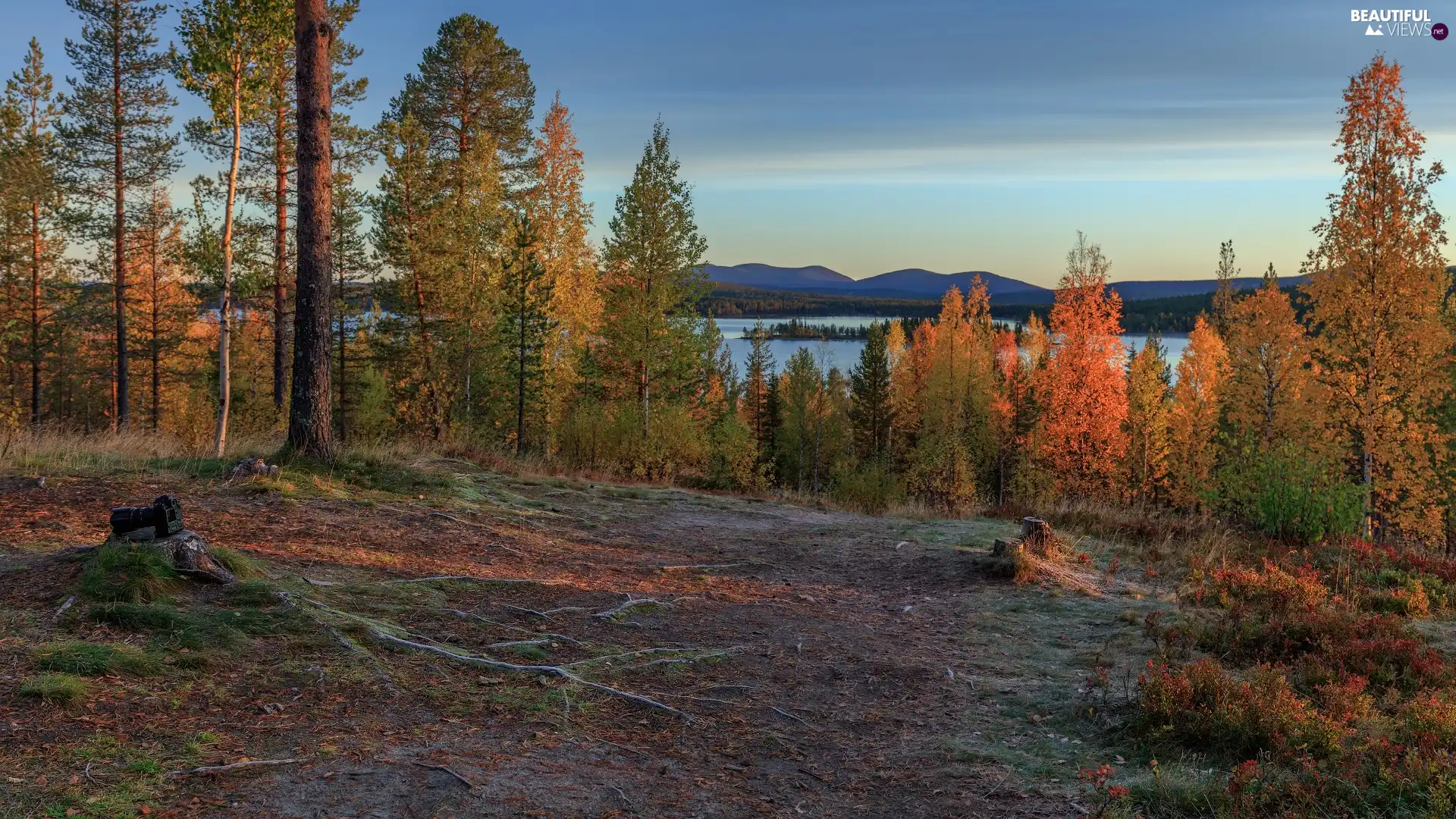 trees, autumn, trunk, Camera, viewes, lake