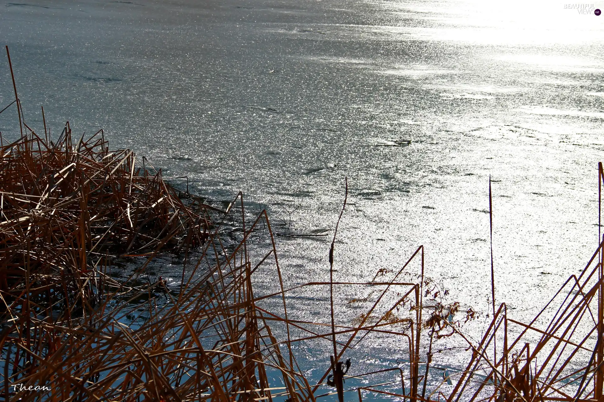 Cane, frozen, lake