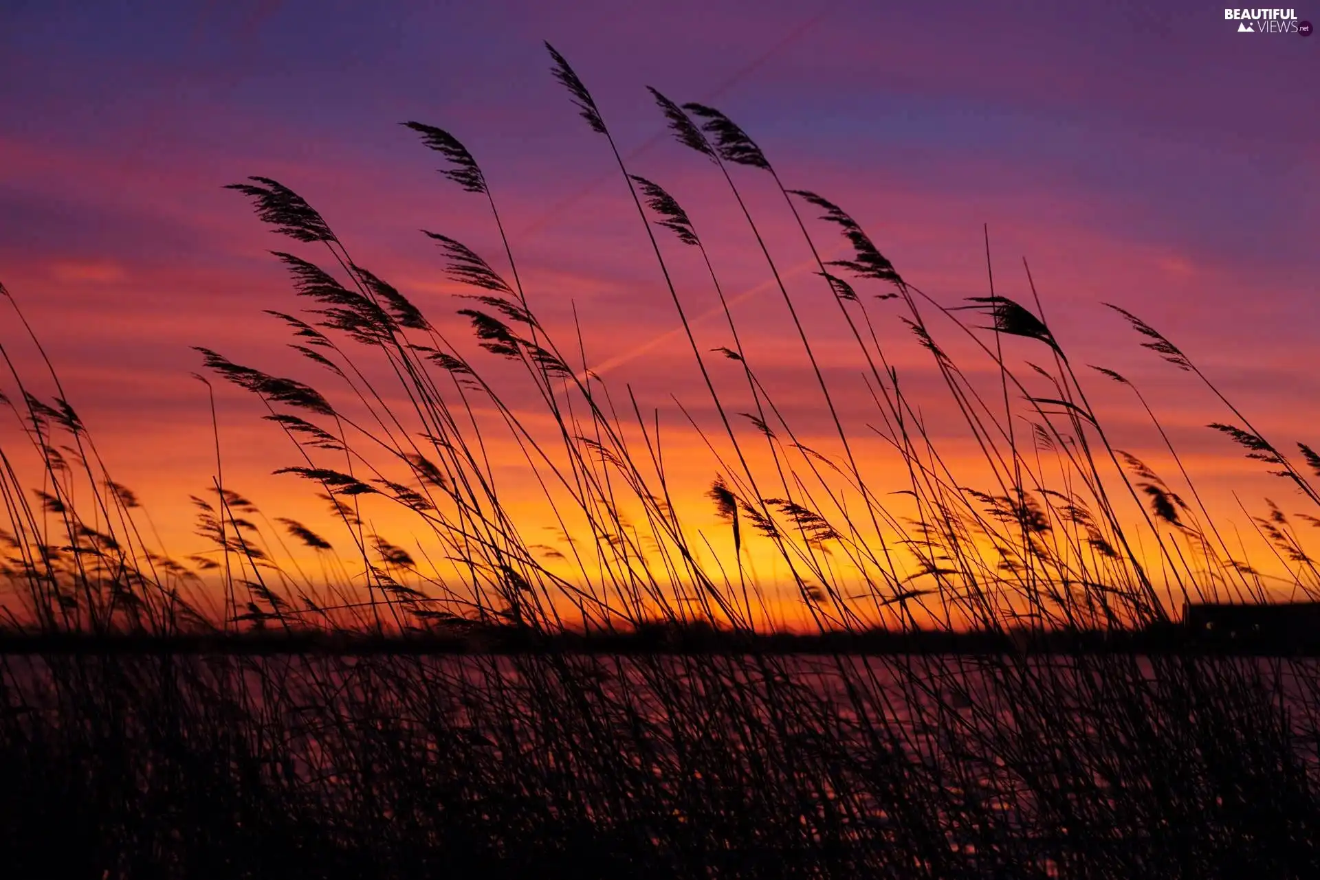 cane, west, sun